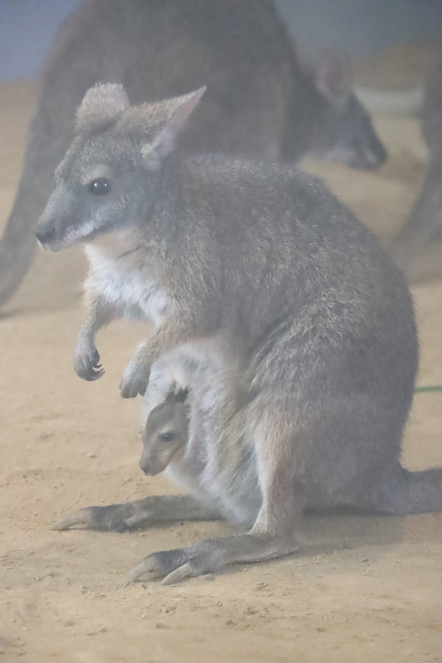 パルマワラビーの親子