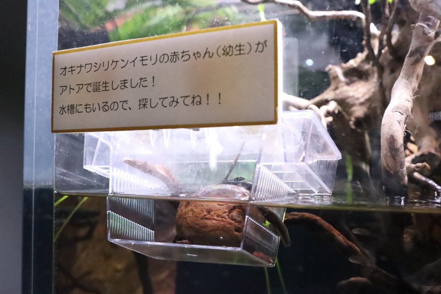 オキナワシリケンイモリの赤ちゃん（特設ケース）