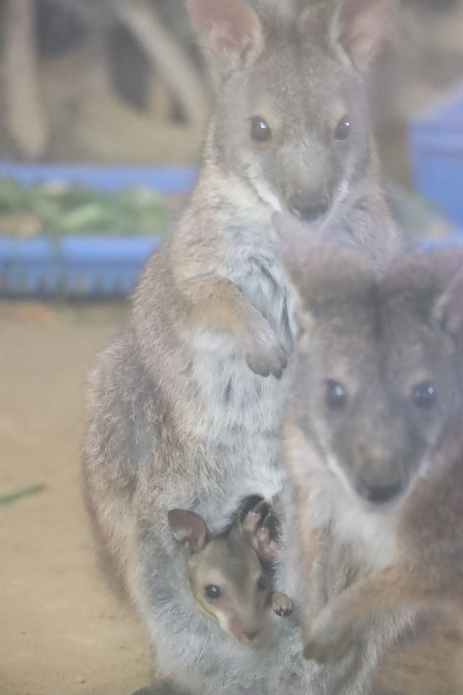 母親の袋から顔を出す赤ちゃん1