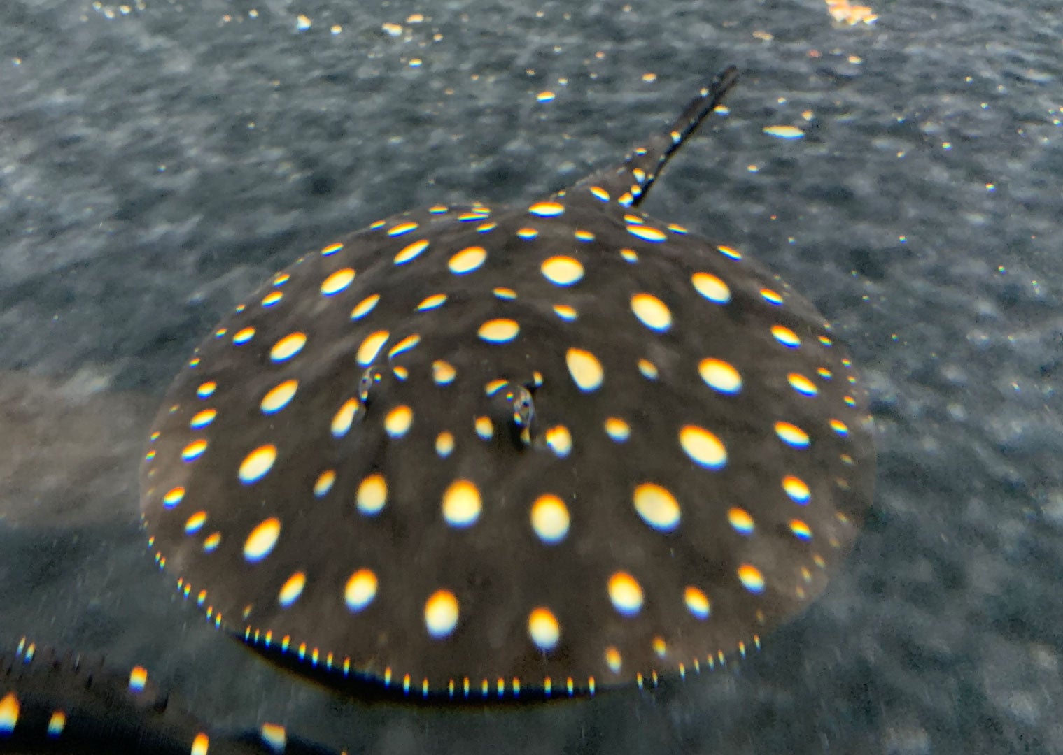 『きらきら=ぼし展』にぼしアーティストNAMIKO氏のサイン会! 『きらきら=ぼし展』にぼしアーティストNAMIKO氏のサイン会!