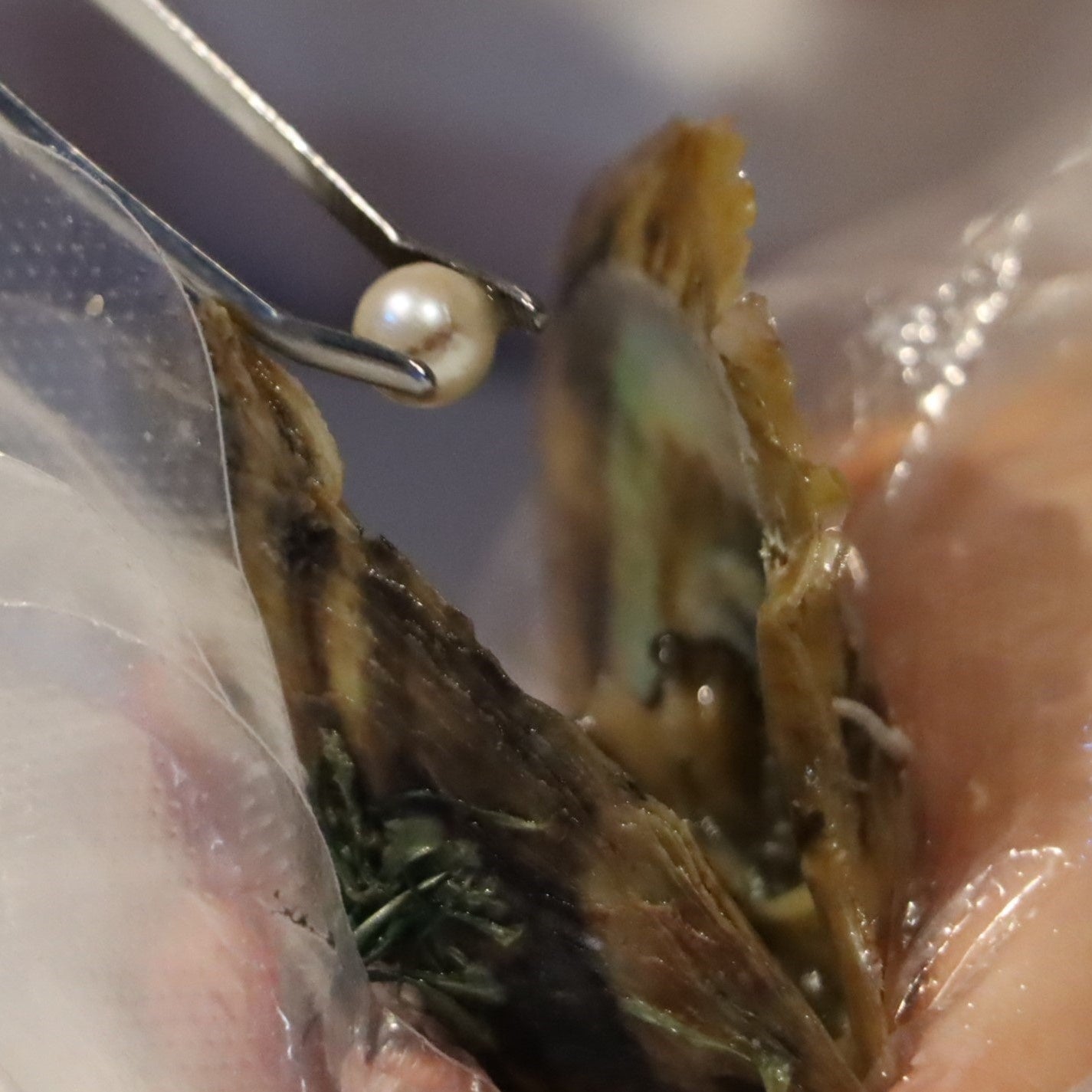 真珠取り出しの様子