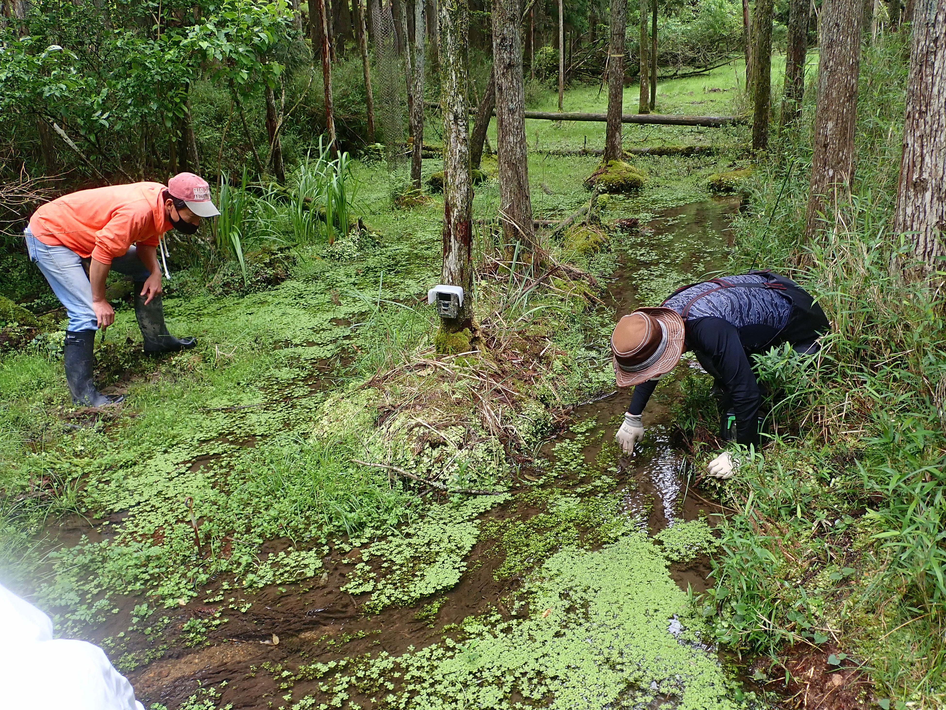 ホトケドジョウの生息地と活動の様子※写真提供：丹波地域のホトケドジョウを守る会