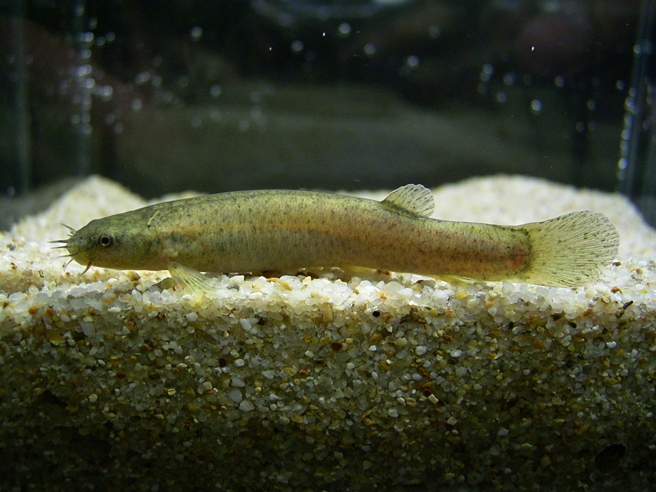 ホトケドジョウ