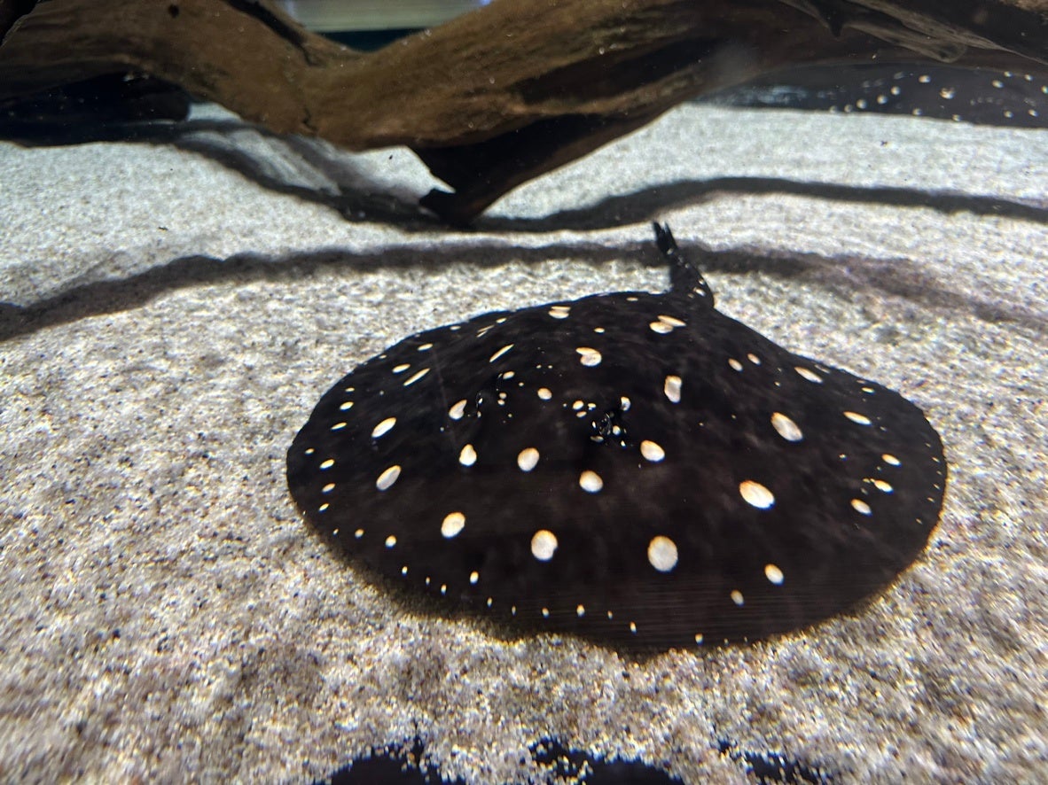 ポルカドットスティングレイ