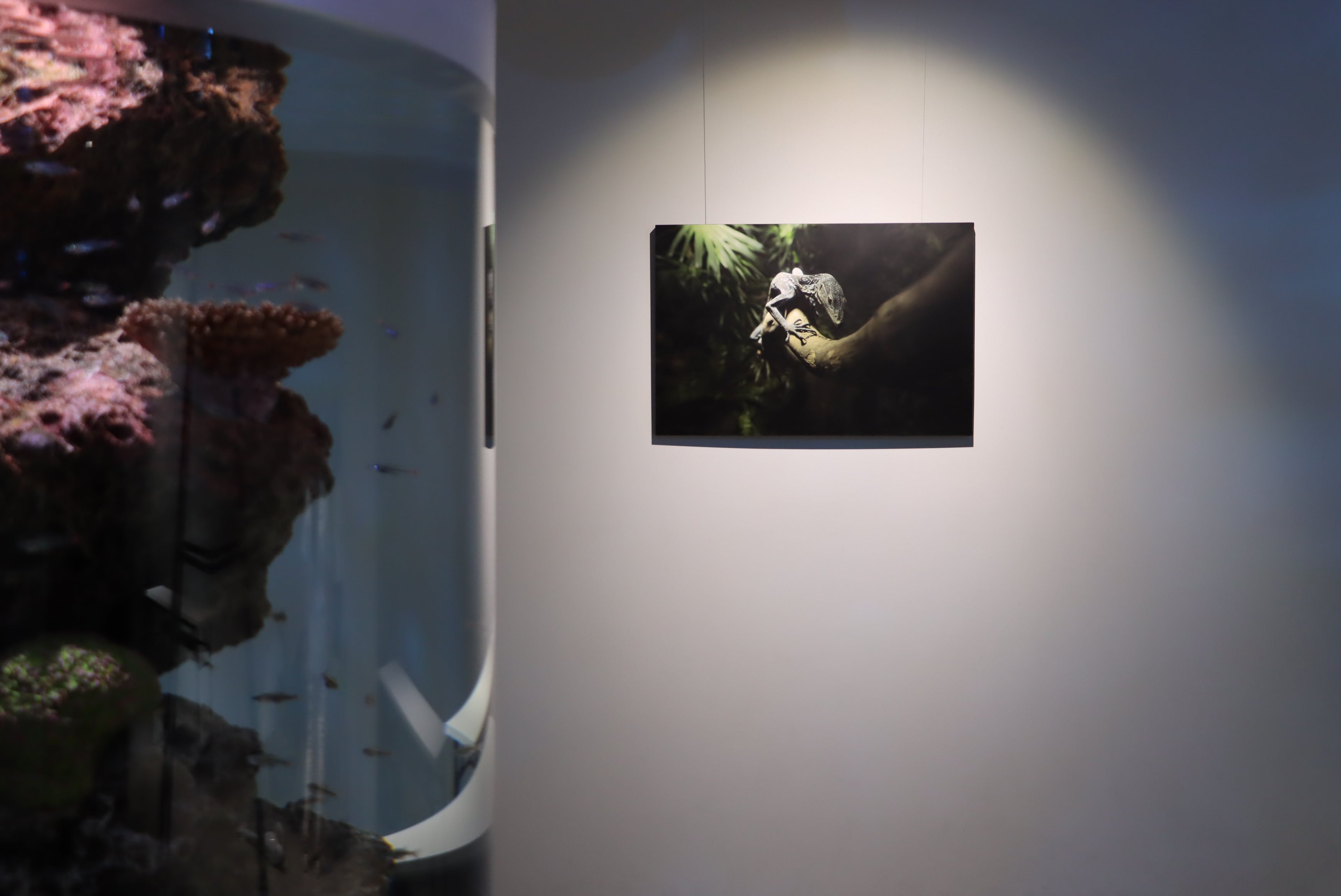 水族館写真家・銀鏡つかさ氏による新作3点を特別展示【神戸の港の水族館 atoa】