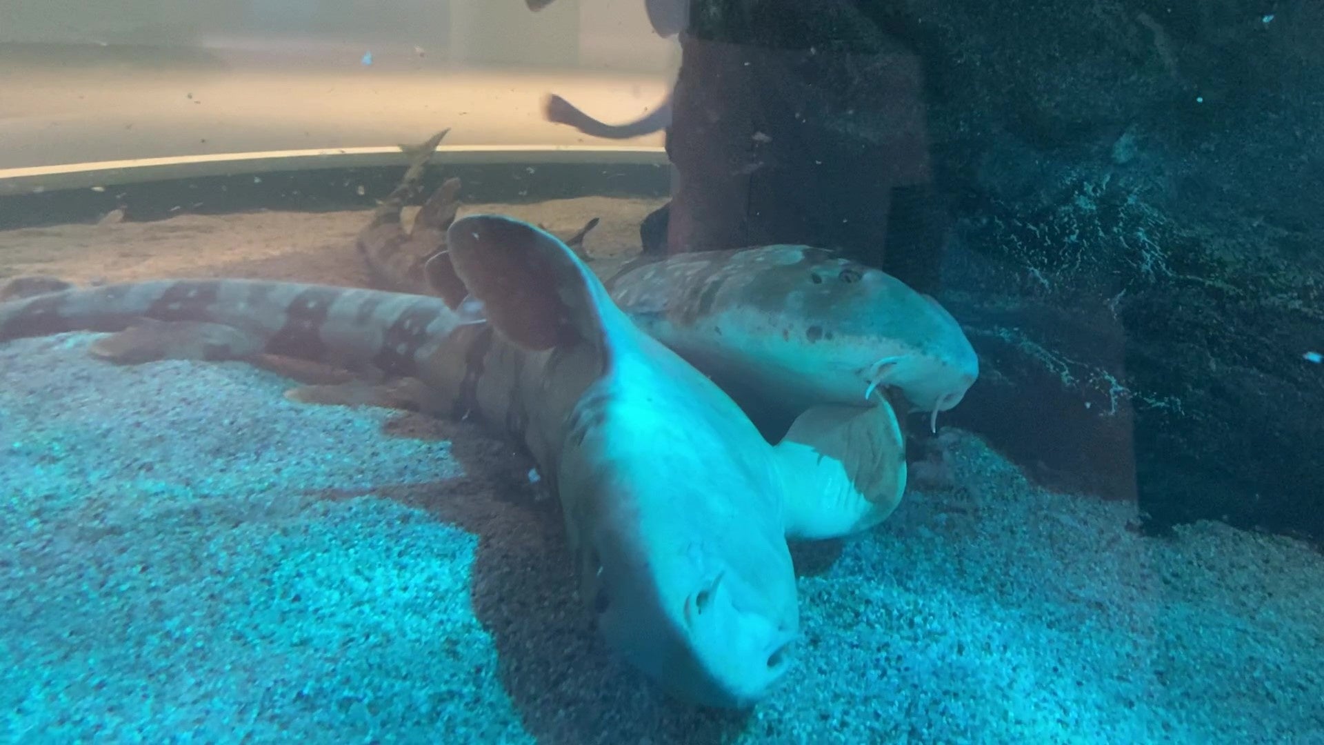 Aquarium Art Atoa アトア 激しい交尾を乗り越えて産卵 テンジクザメの卵を展示 株式会社アクアメントのプレスリリース Aquarium Art Atoa アトア 激しい交尾を乗り越えて産卵 テンジクザメの卵を展示 株式会社アクアメントのプレスリリース