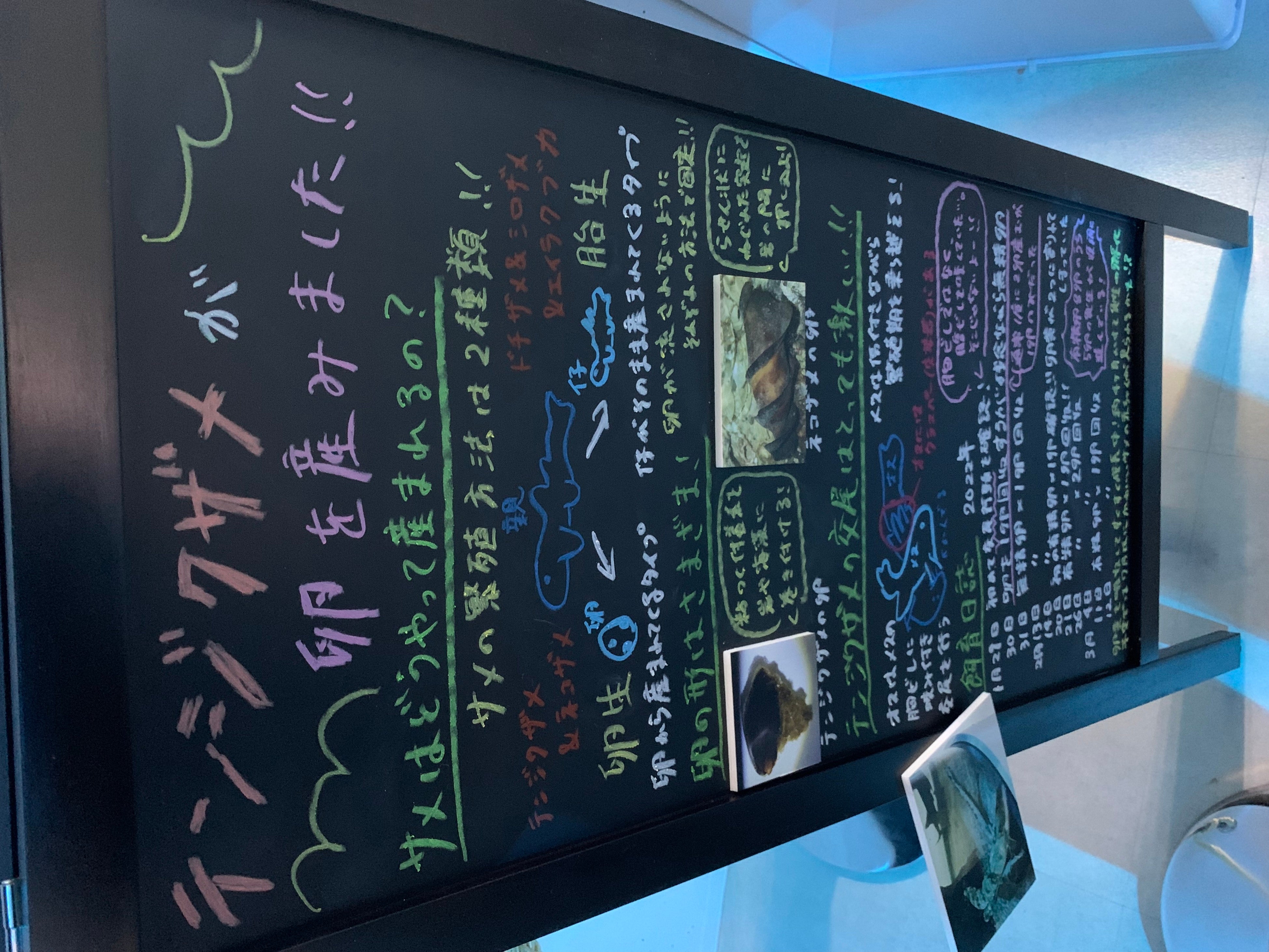 AQUARIUM×ART átoa（アトア）】激しい交尾を乗り越えて産卵