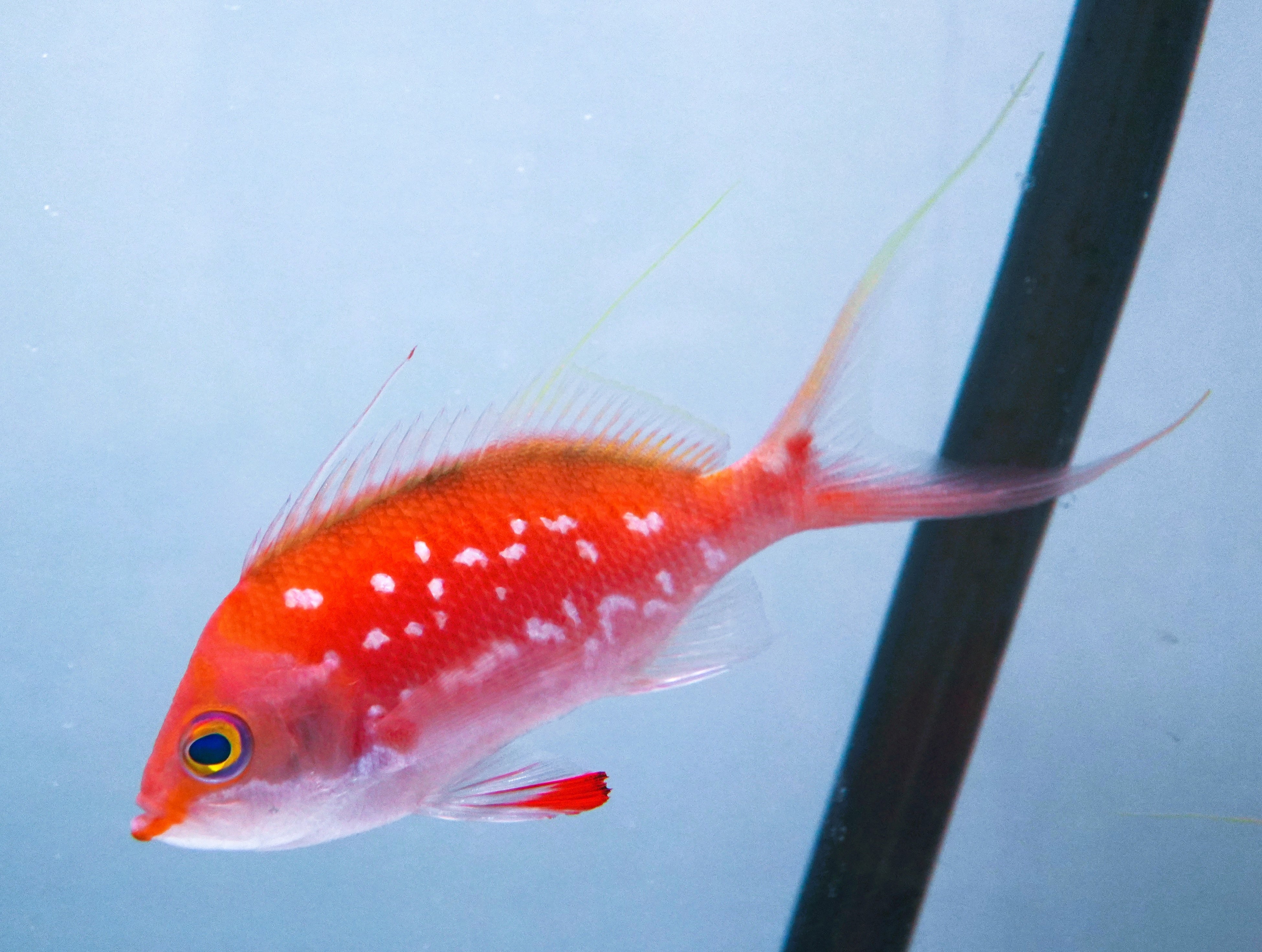 【春季特別企画 ～海に咲く、Sacuraまつり～】まるで海の“さくら”⁉ 桜模様が特徴の「サクラダイ」を期間限定で特別展示！