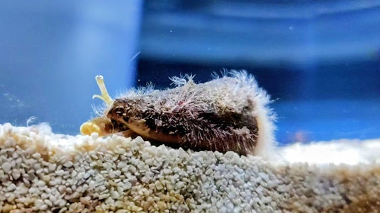 企画展「貝類展~貝で繋がるアトアと私たち~」を開催します! 企画展「貝類展~貝で繋がるアトアと私たち~」を開催します!