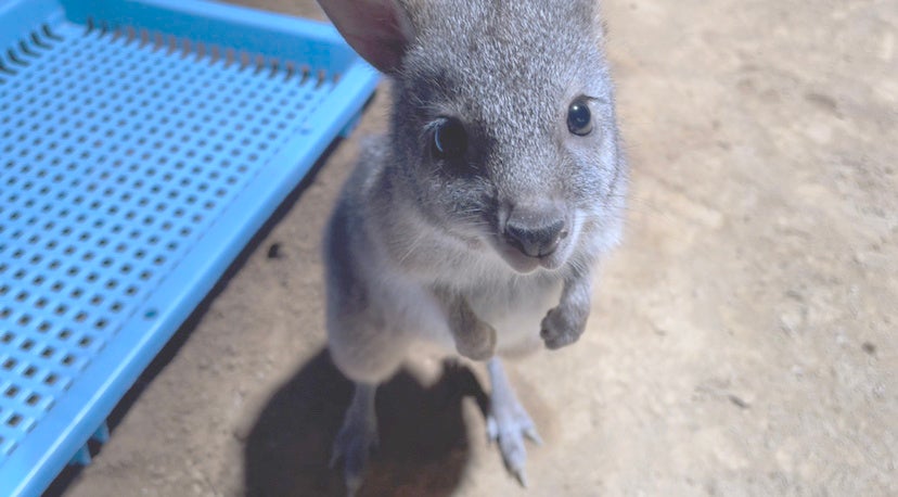 ウルルと名付けられたパルマワラビーの赤ちゃん