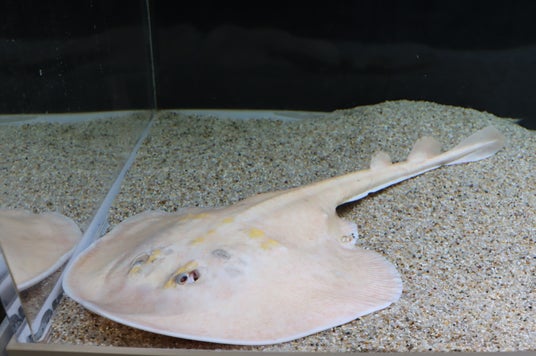 見事な隠れ技で生き残った!?国内2例目!希少な白いウチワザメをアトアで展示します 見事な隠れ技で生き残った!?国内2例目!希少な白いウチワザメをアトアで展示します