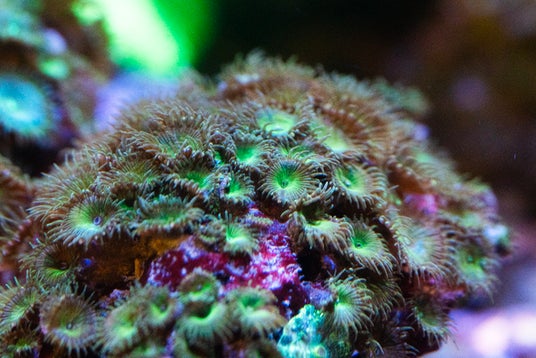 【広島もとまち水族館】ゴールデンウィーク企画「マリンフラワーフェスティバル」色鮮やかなイソギンチャクたちの競演 【広島もとまち水族館】ゴールデンウィーク企画「マリンフラワーフェスティバル」色鮮やかなイソギンチャクたちの競演