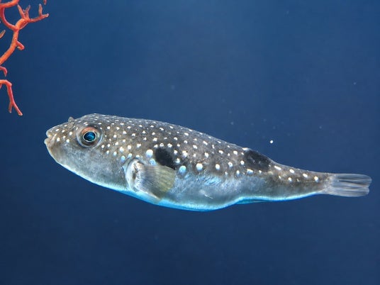 夏の特別企画「海と星の七夕展」と期間限定の魚朱印「アマノガワテンジクダイ」の販売!【広島もとまち水族館】 夏の特別企画「海と星の七夕展」と期間限定の魚朱印「アマノガワテンジクダイ」の販売!【広島もとまち水族館】