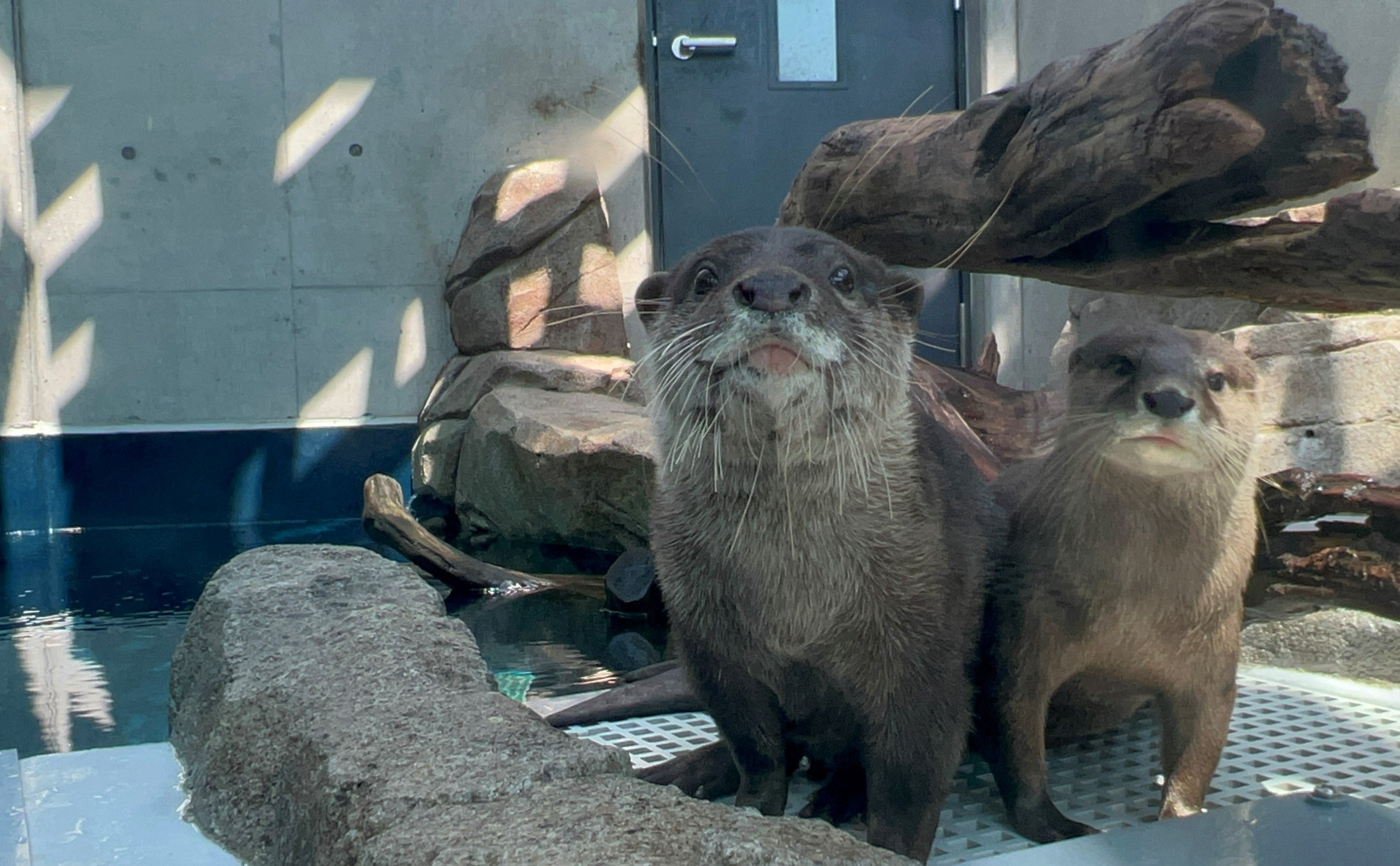 飼育しているコツメカワウソ2頭（左：げんげん、右：お浜）