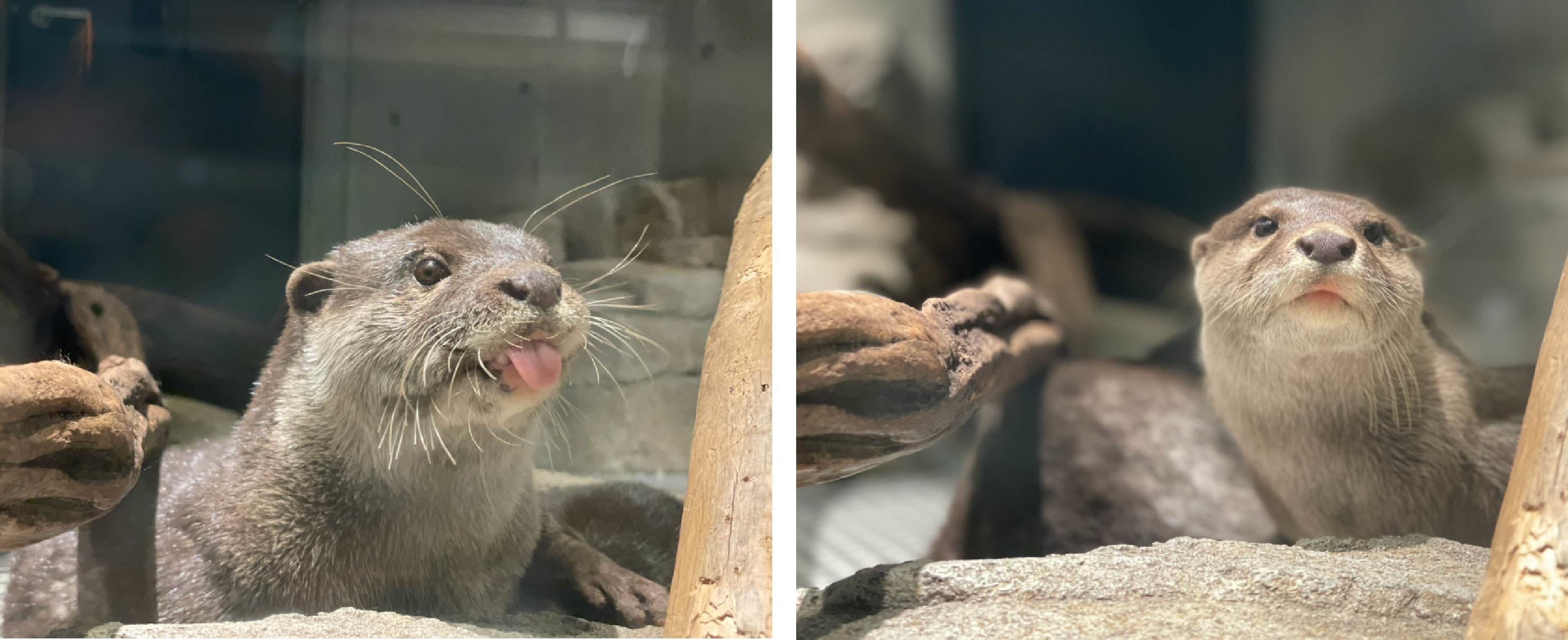 コツメカワウソ