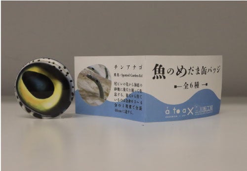 魚のめだま缶バッジ（写真：チンアナゴ）