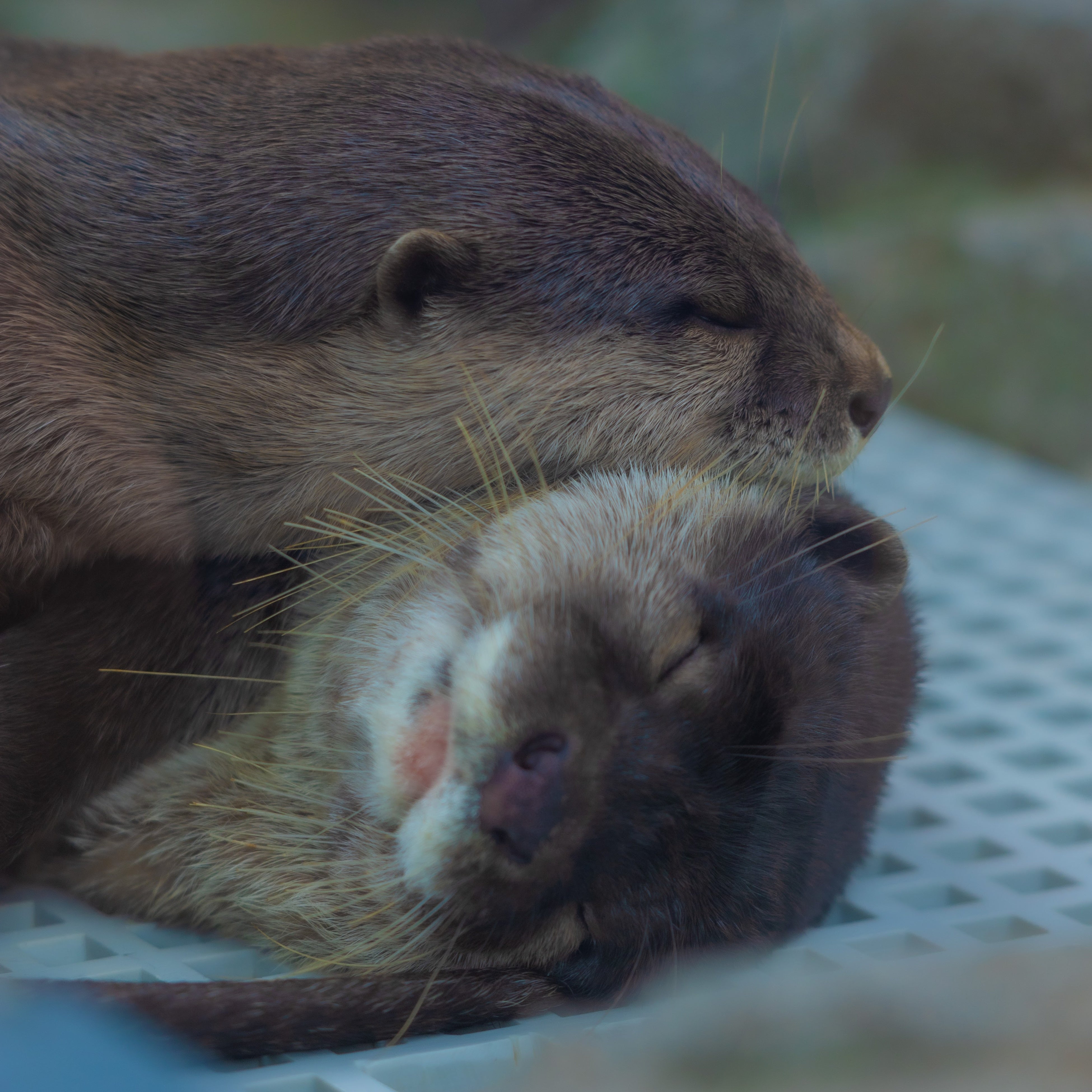 『お浜ちゃんとげんげん』　受賞者：mint さん