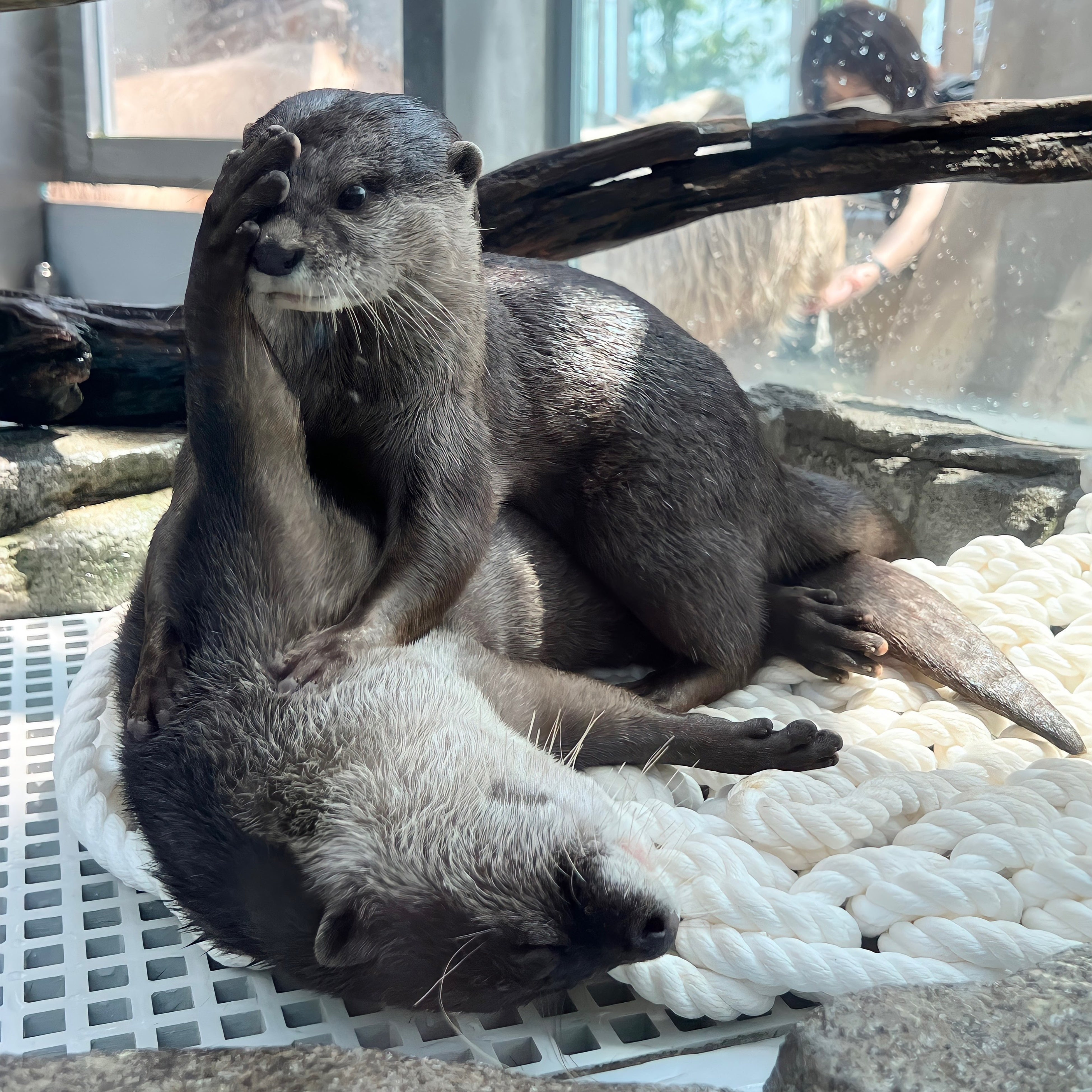 『あそぼうよーっ』　受賞者：かくっち さん