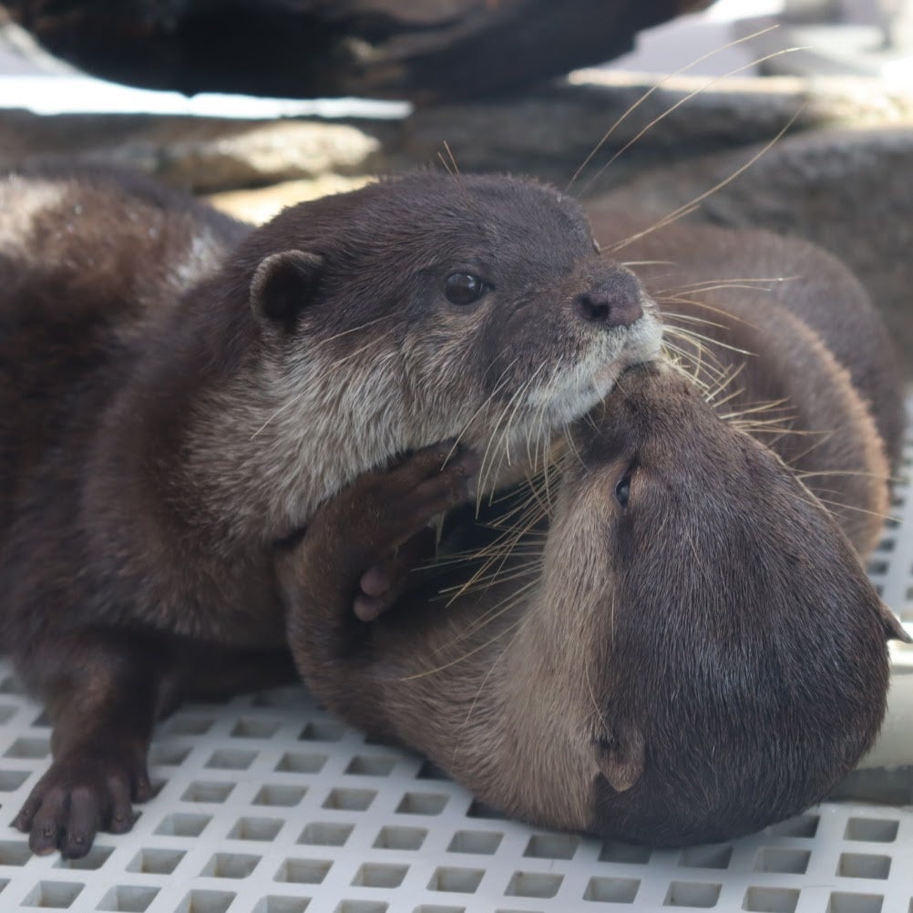 『チュッ♡』　受賞者：まりえ さん