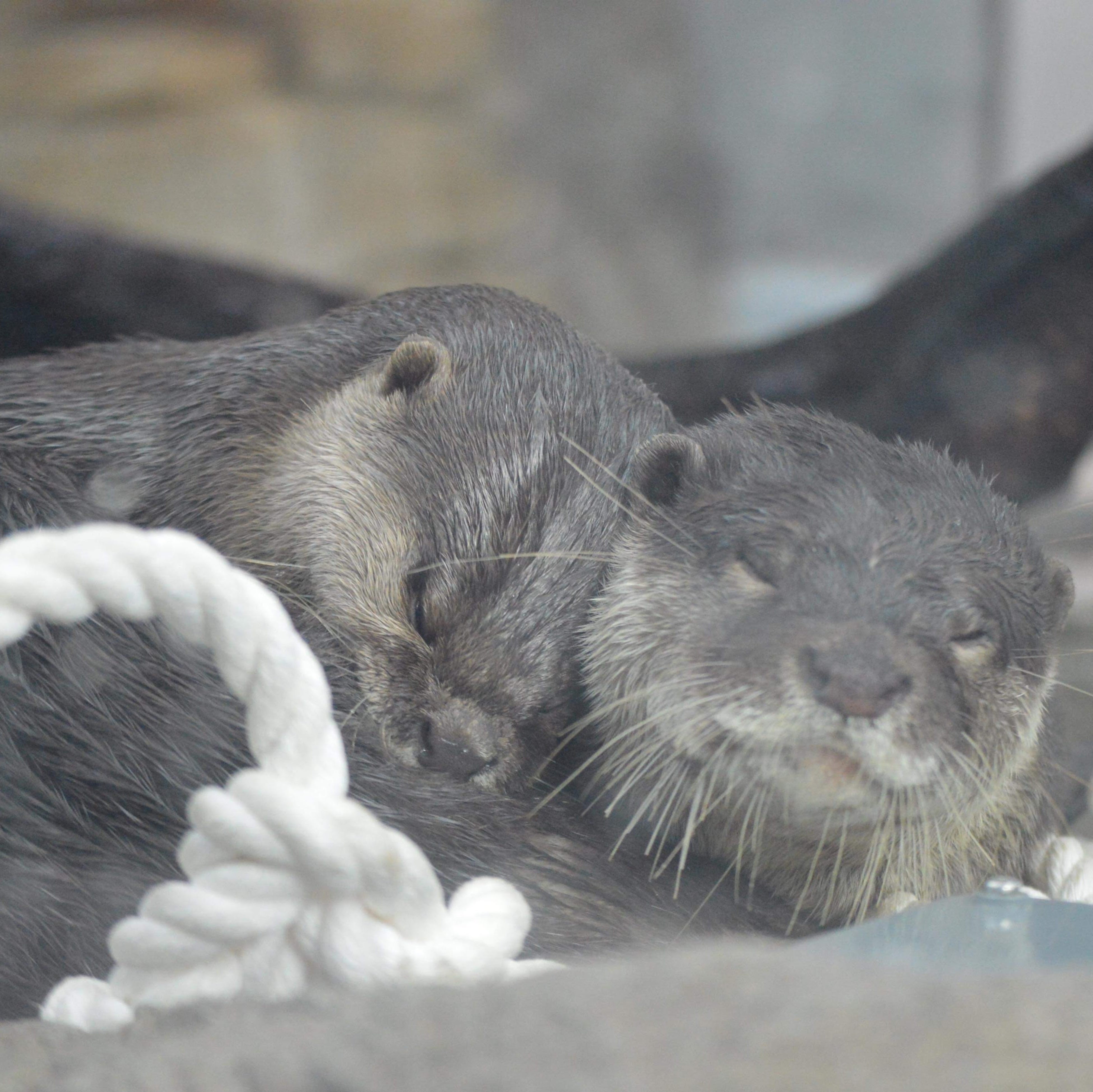 『シエスタ』　受賞者：ころすけまま さま