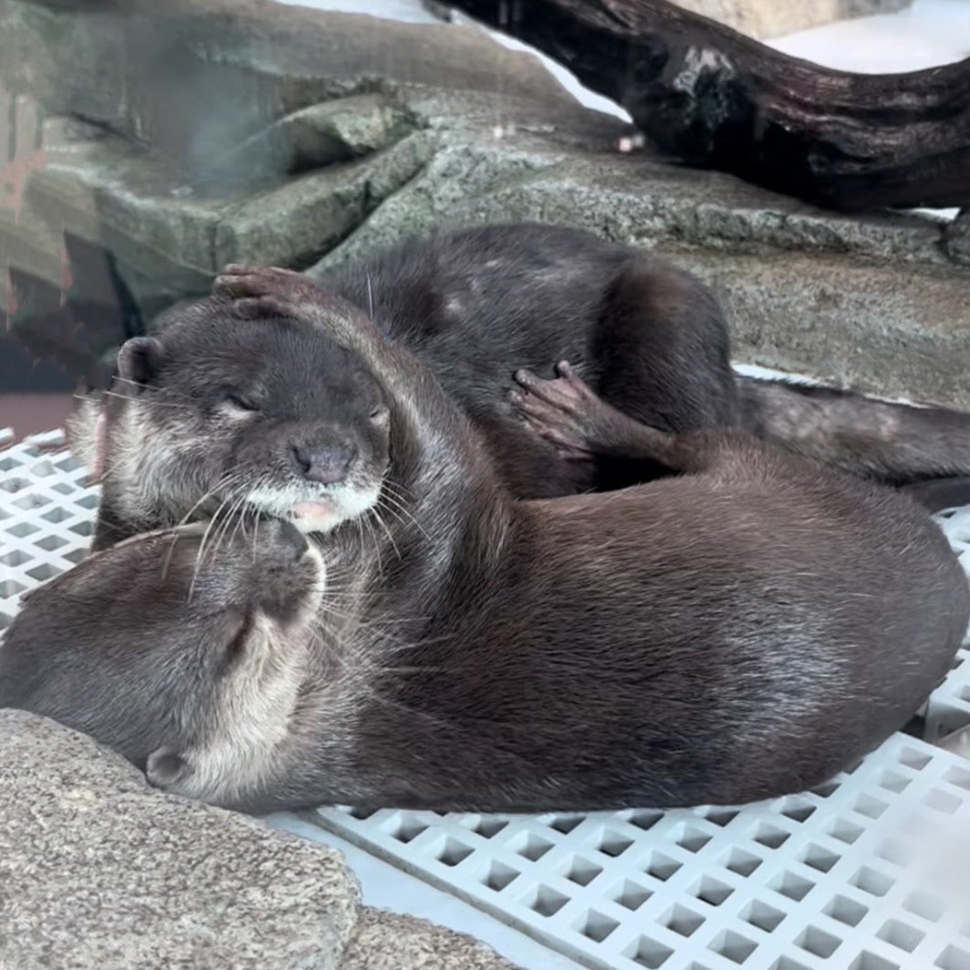 『愛と喜び』　受賞者：プラズマヒーラー桜子 さん