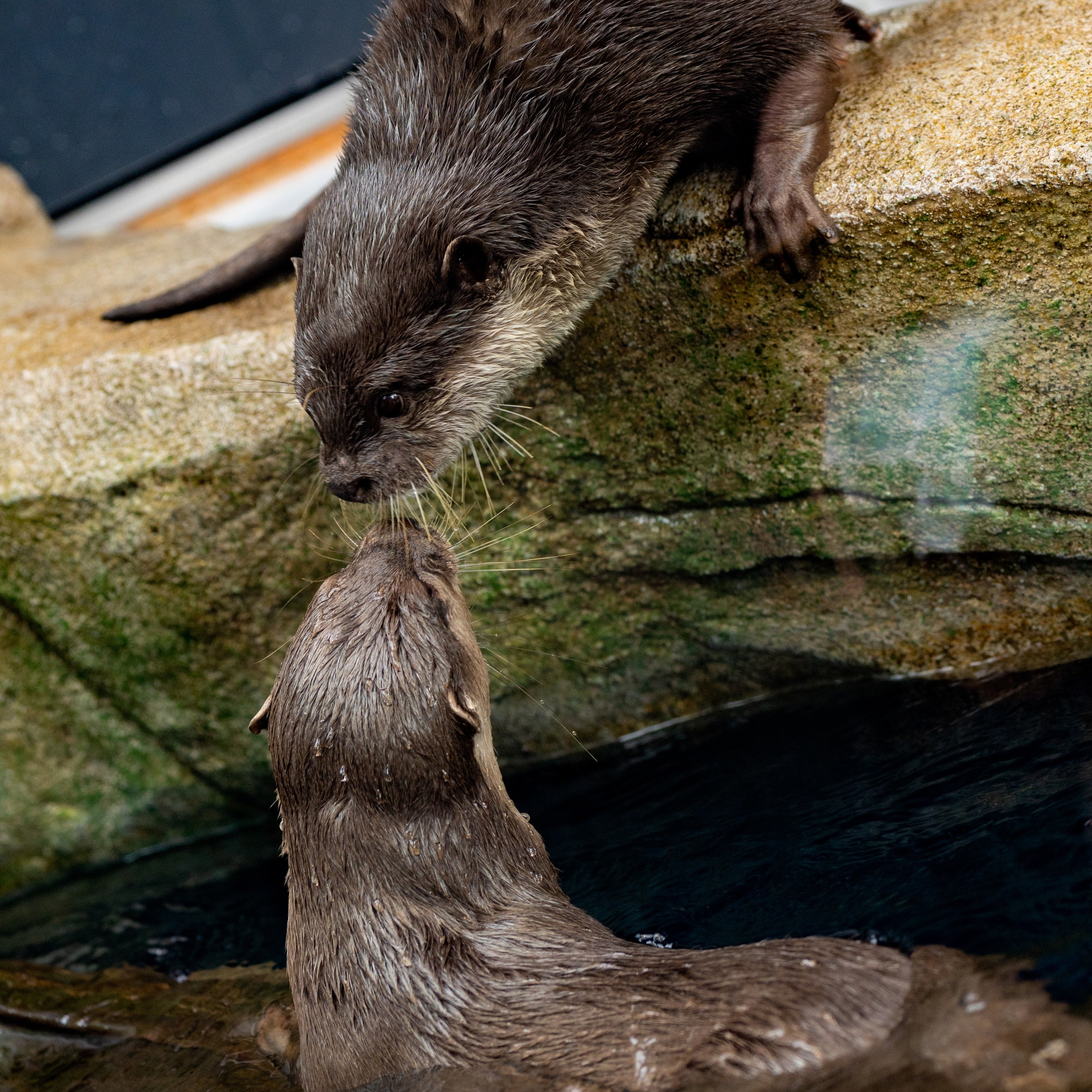 『ちゅーショット』　受賞者：FENCER さん