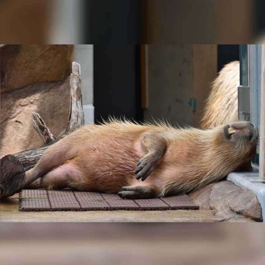 作品名：ありのままを。、受賞者：しーぐらす さん