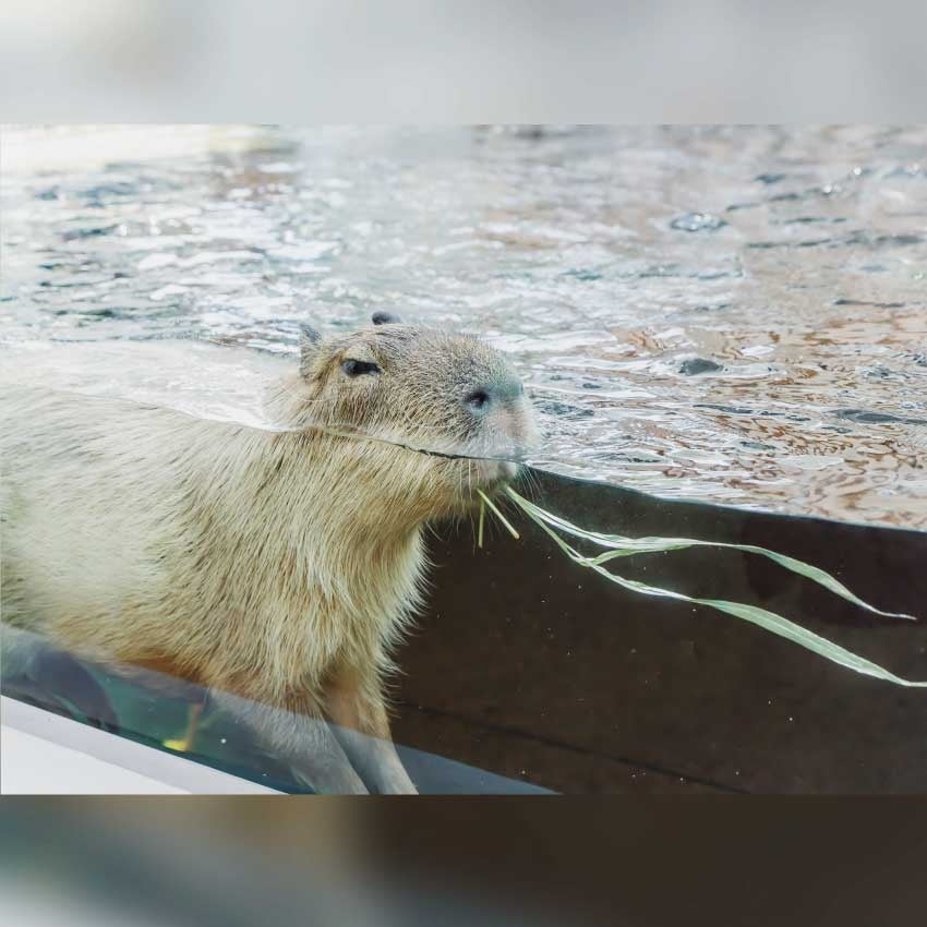 作品名：カピバラ水中ごはん中、受賞者：のんの さん