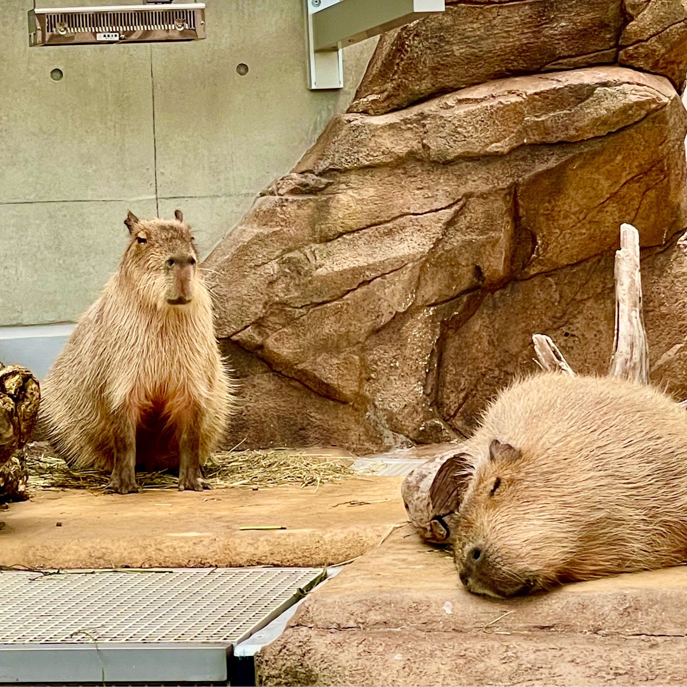 作品名：あの、そこ私の寝床なんですが。、受賞者：ハム さん