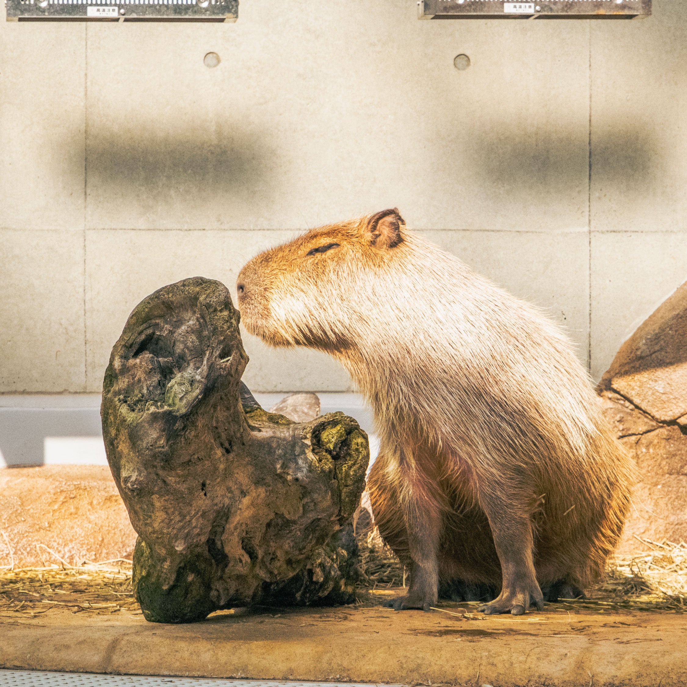 作品名：カピバラに似ている木に…、受賞者：マツオカ　ユイ さん