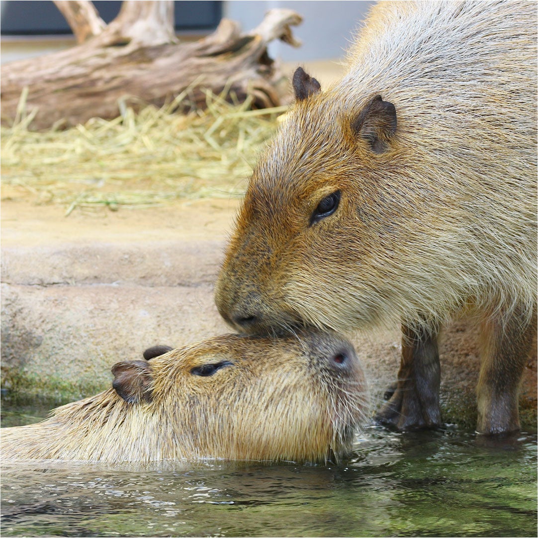 作品名：肩まで浸かりなさい、受賞者：りきや さん