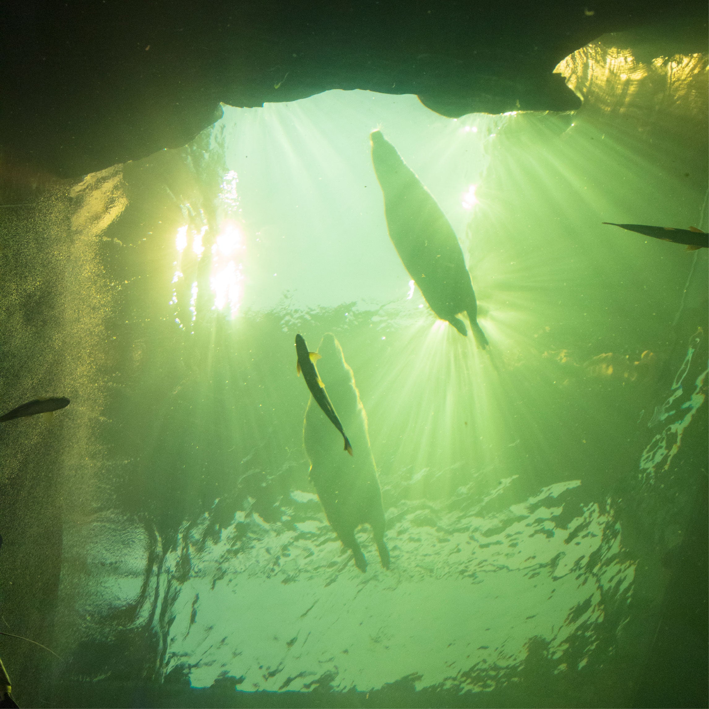 作品名：Art CAPY、受賞者：capyanimal さん