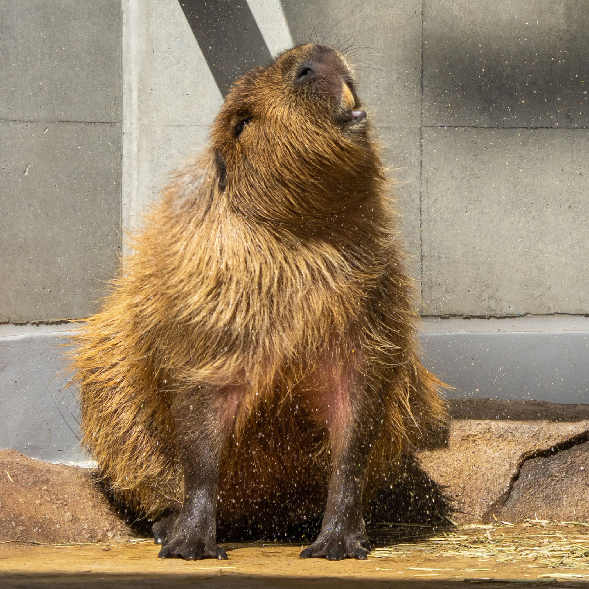 作品名：ぶるぶる、受賞者：えみ さん