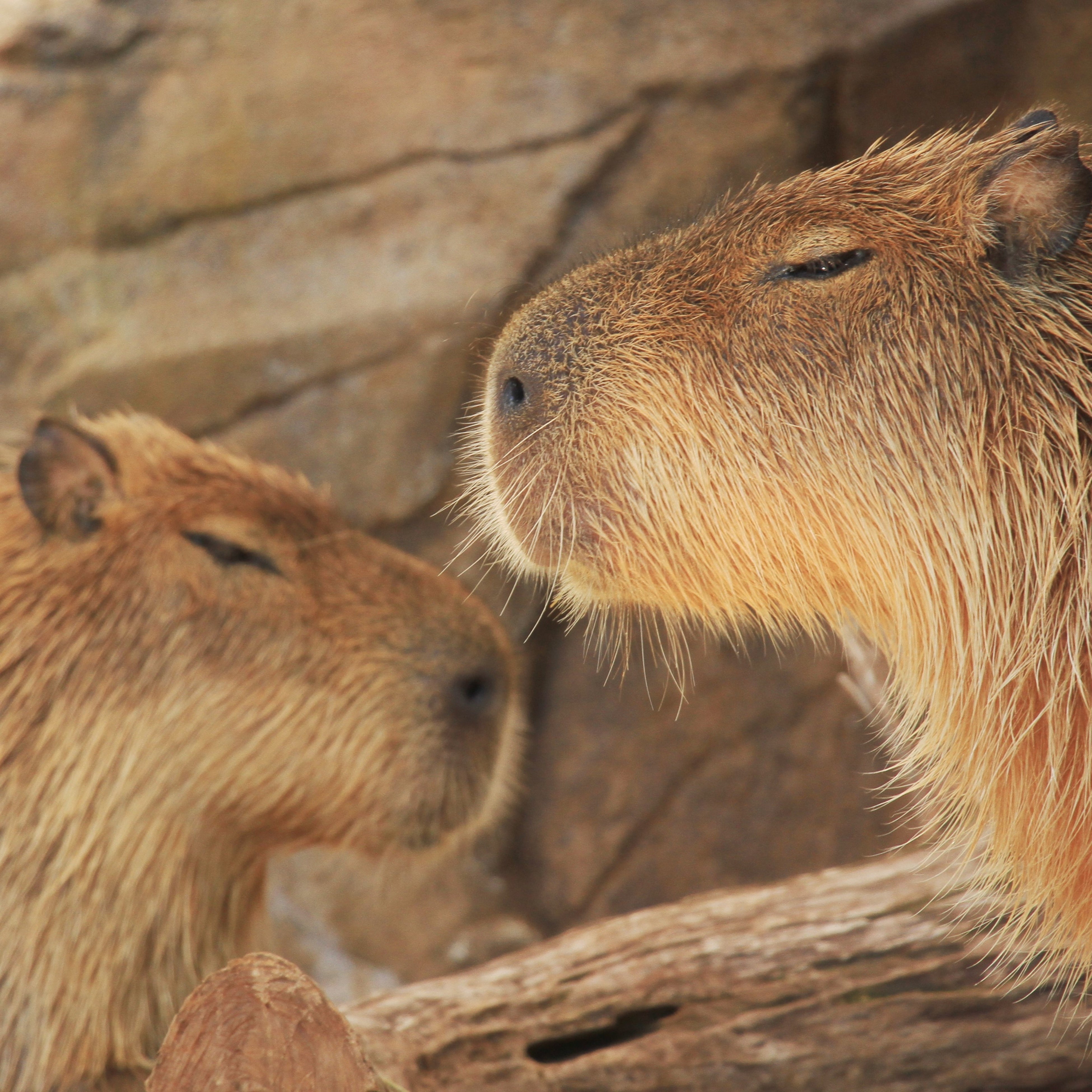 作品名：哲学始めました、受賞者：road shine さん