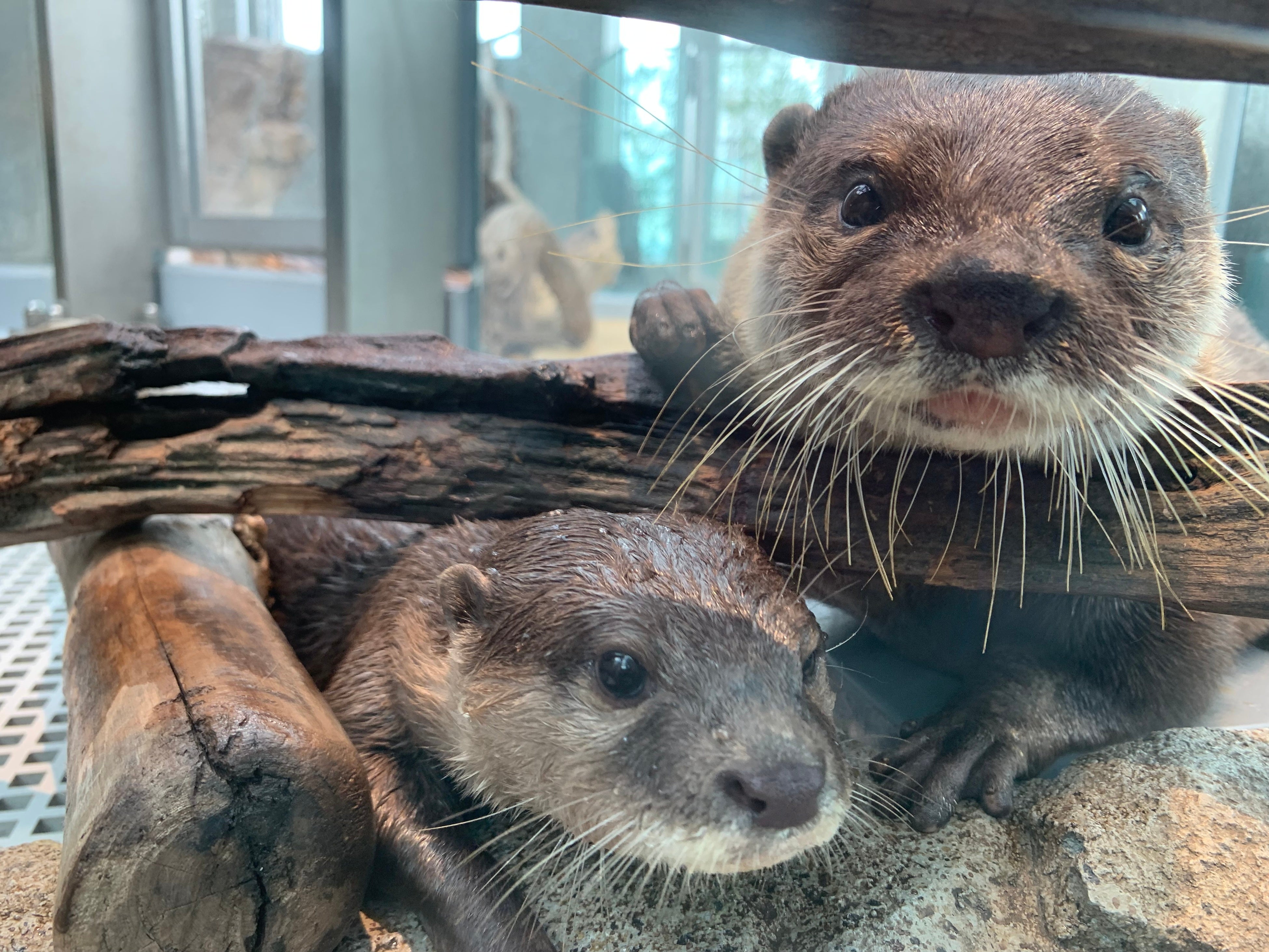 コツメカワウソ