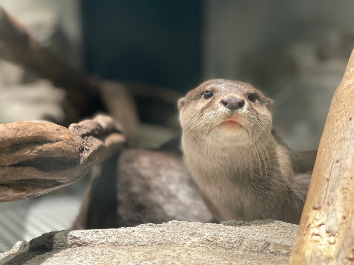 コツメカワウソ「お浜」