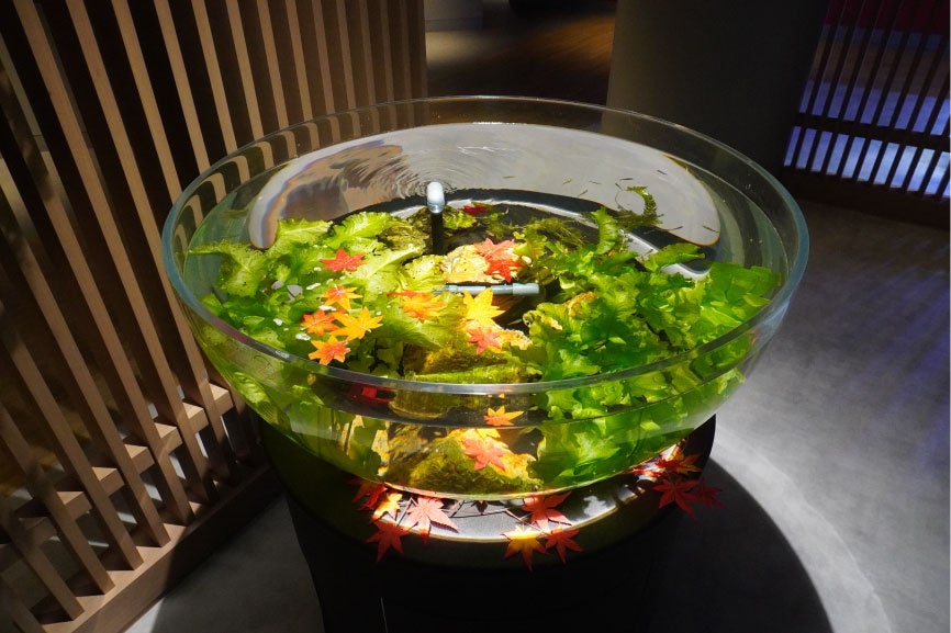 和むエリアの展示水槽