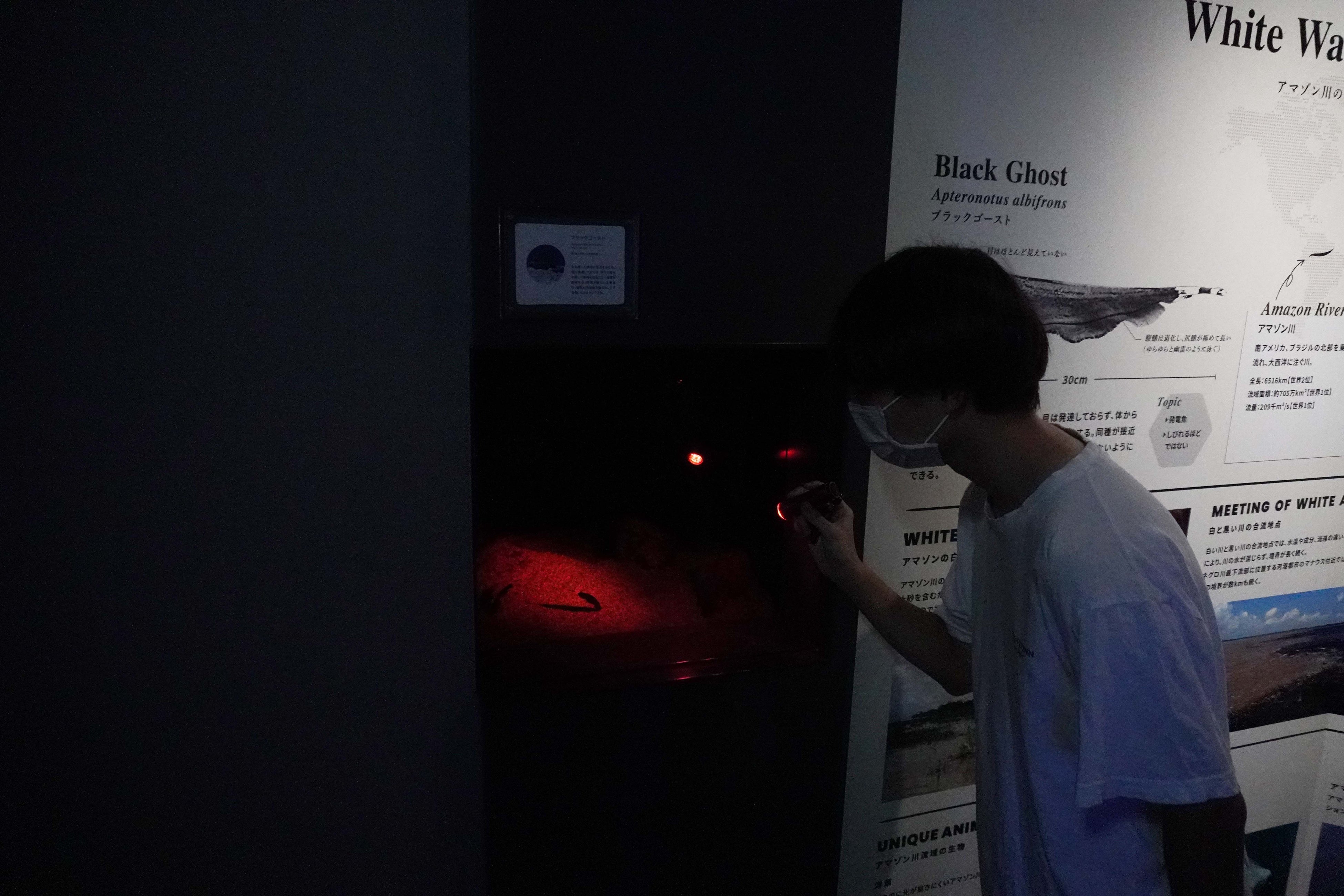 「ブラックナイトアクアリウム」体験している様子