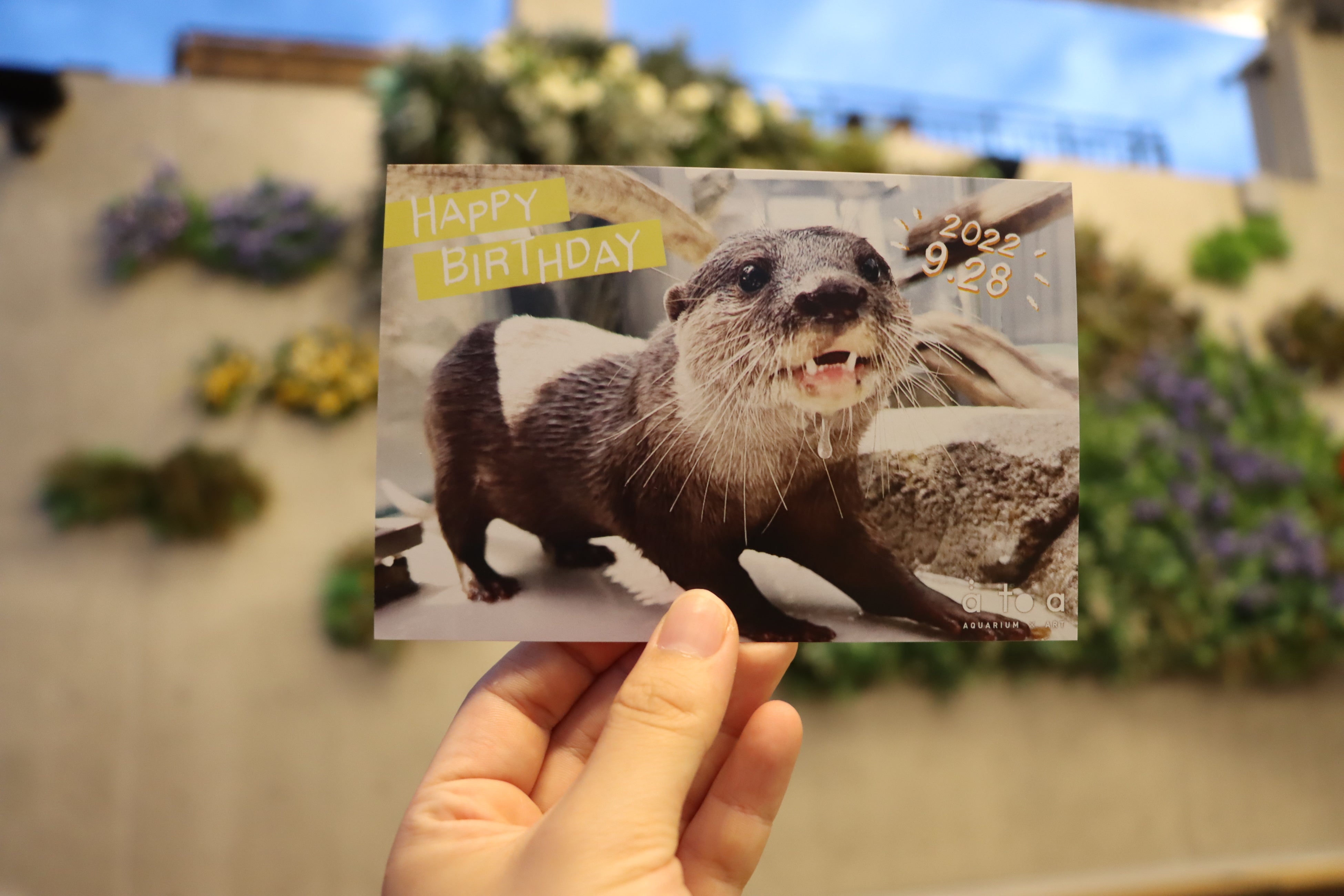 コツメカワウソ「お浜」誕生日限定ポストカード