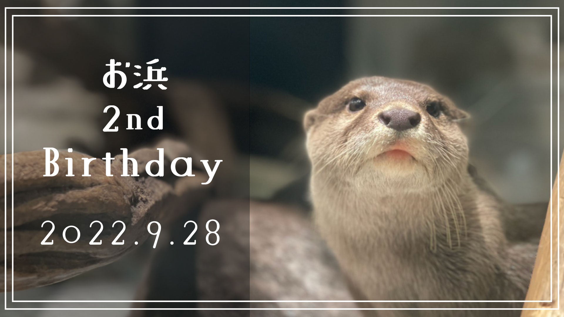 神戸の劇場型アクアリウムatoa アトア コツメカワウソ お浜 2歳の誕生日会を開催 プレゼント は飼育員特製 ハンモック 株式会社アクアメントのプレスリリース 神戸の劇場型アクアリウムatoa アトア コツメカワウソ お浜 2歳の誕生日会を開催 プレゼント は飼育員特製 ハンモック 株式会社アクアメントのプレスリリース