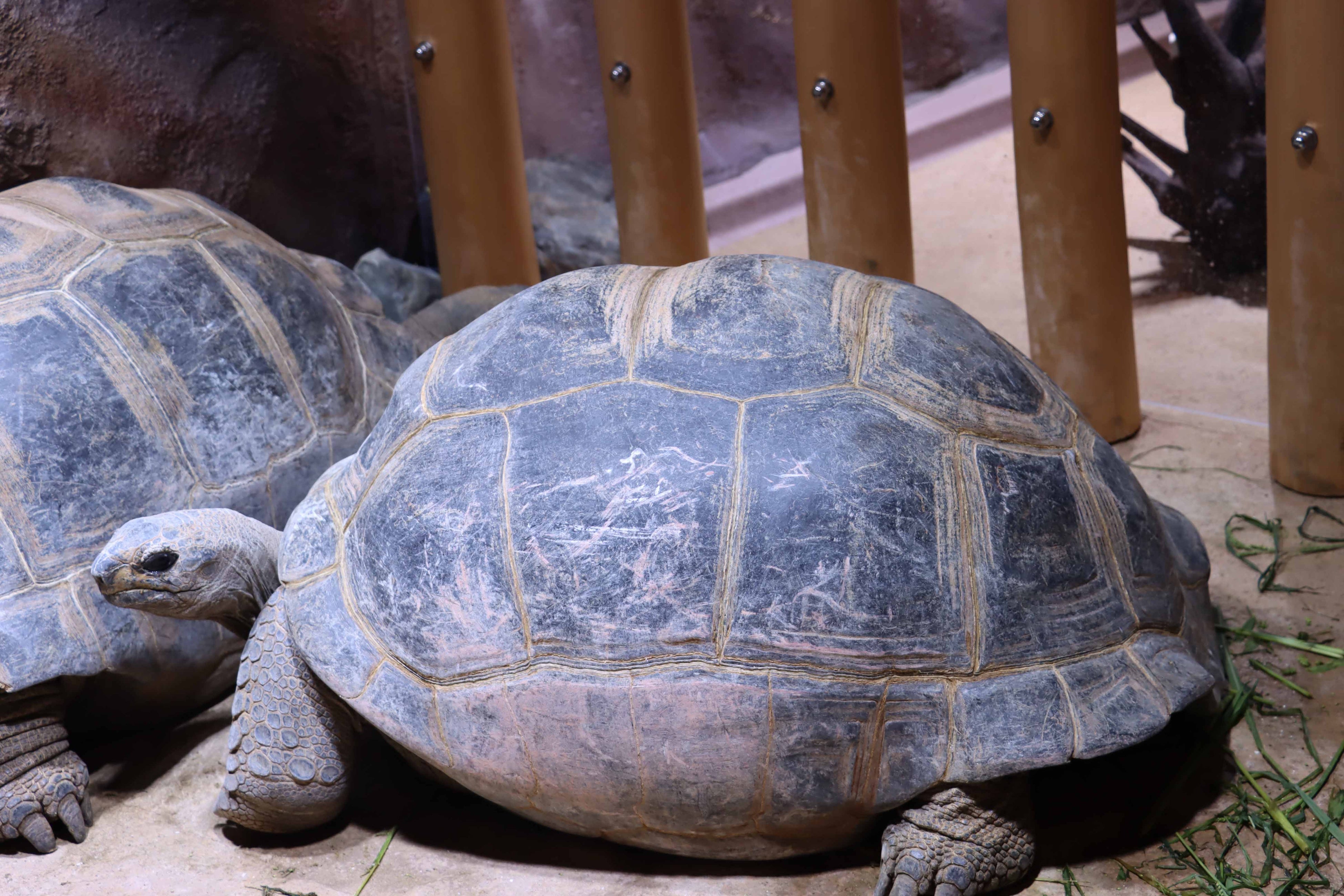 飼育個体「ショコラ」