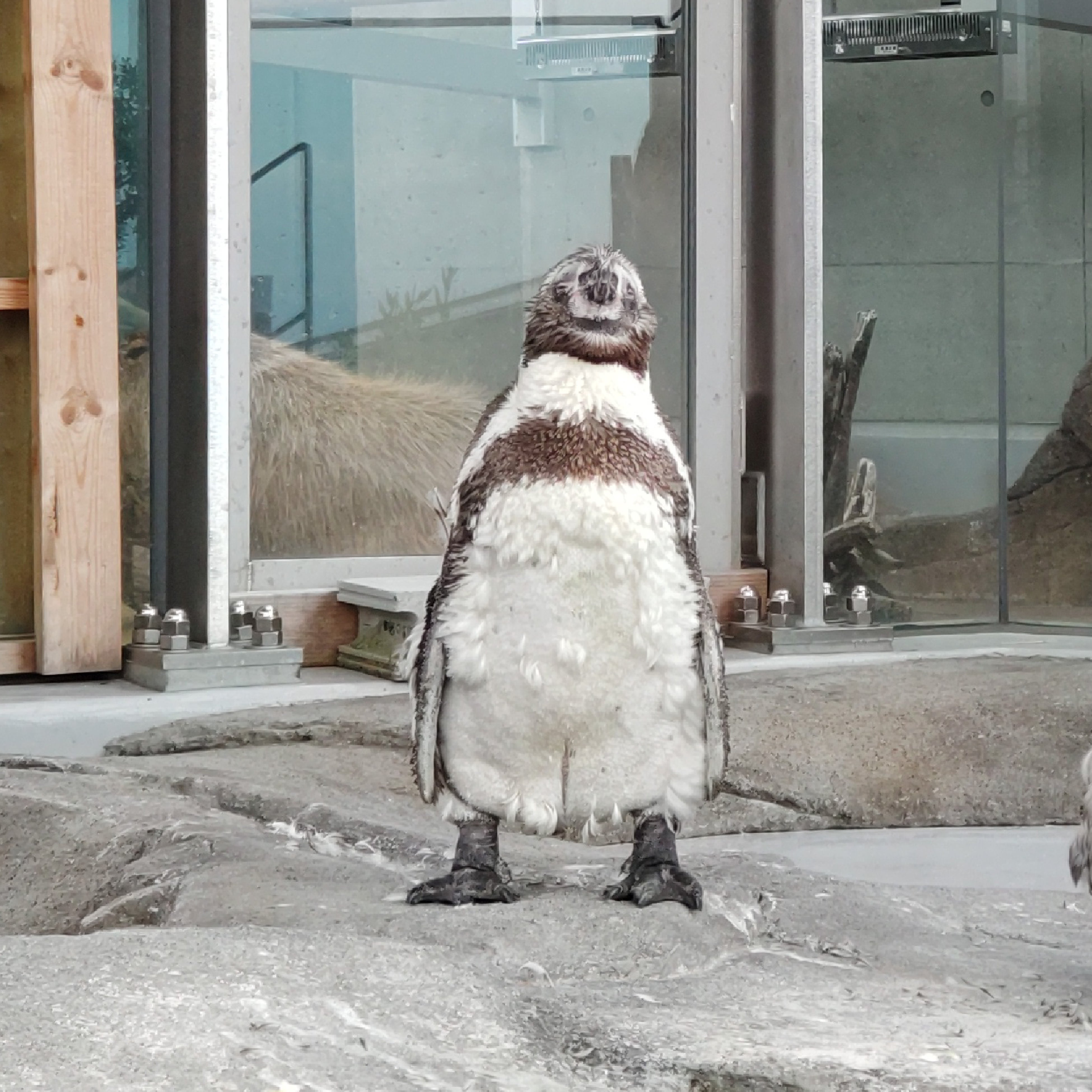 作品名：にっこり、受賞者：mochibutasan さん