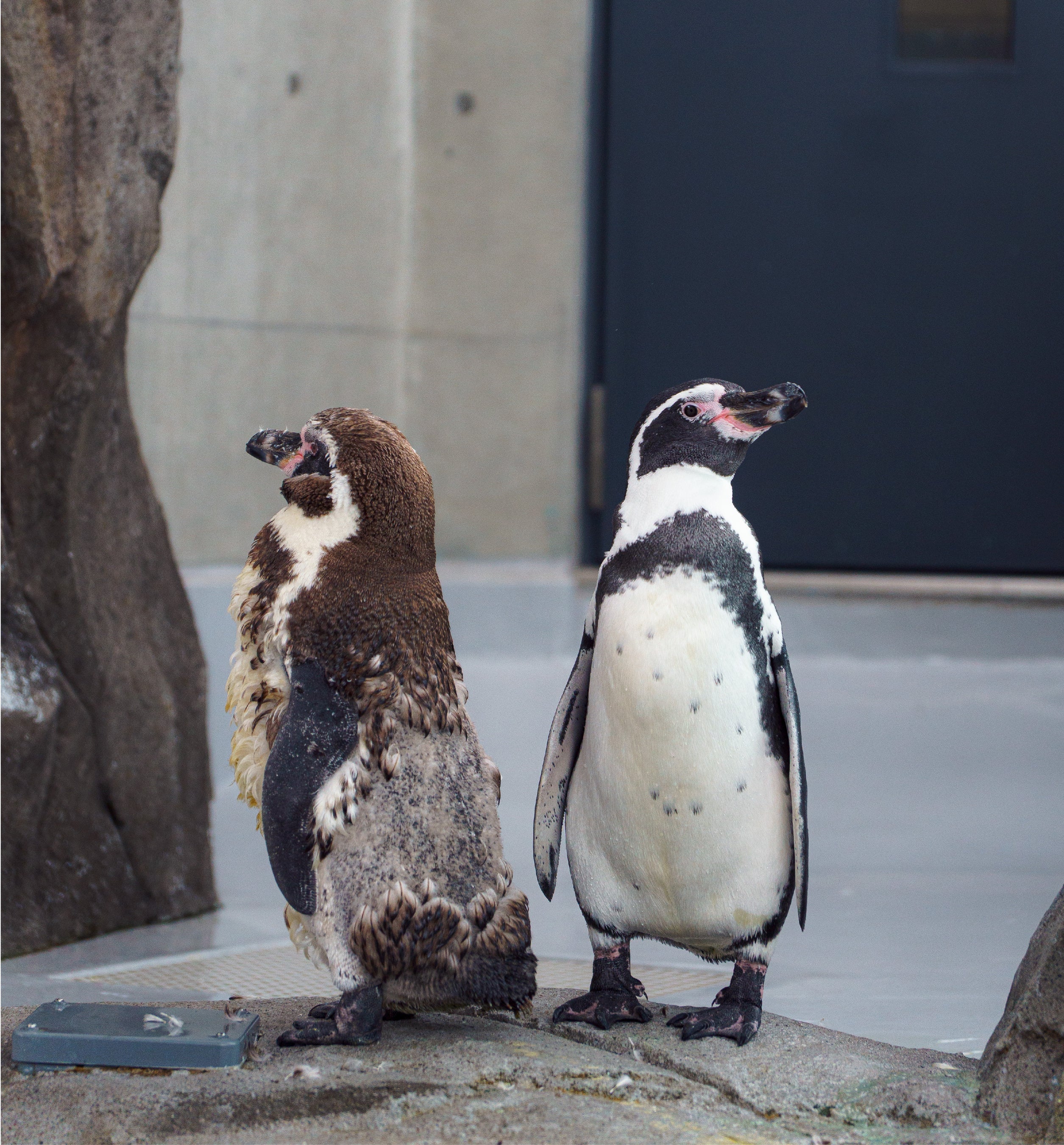 ★タキシード姿のペンギンの置物★ 楽天市場】【再販予約商品10月入荷予定】209955-62 タキシード