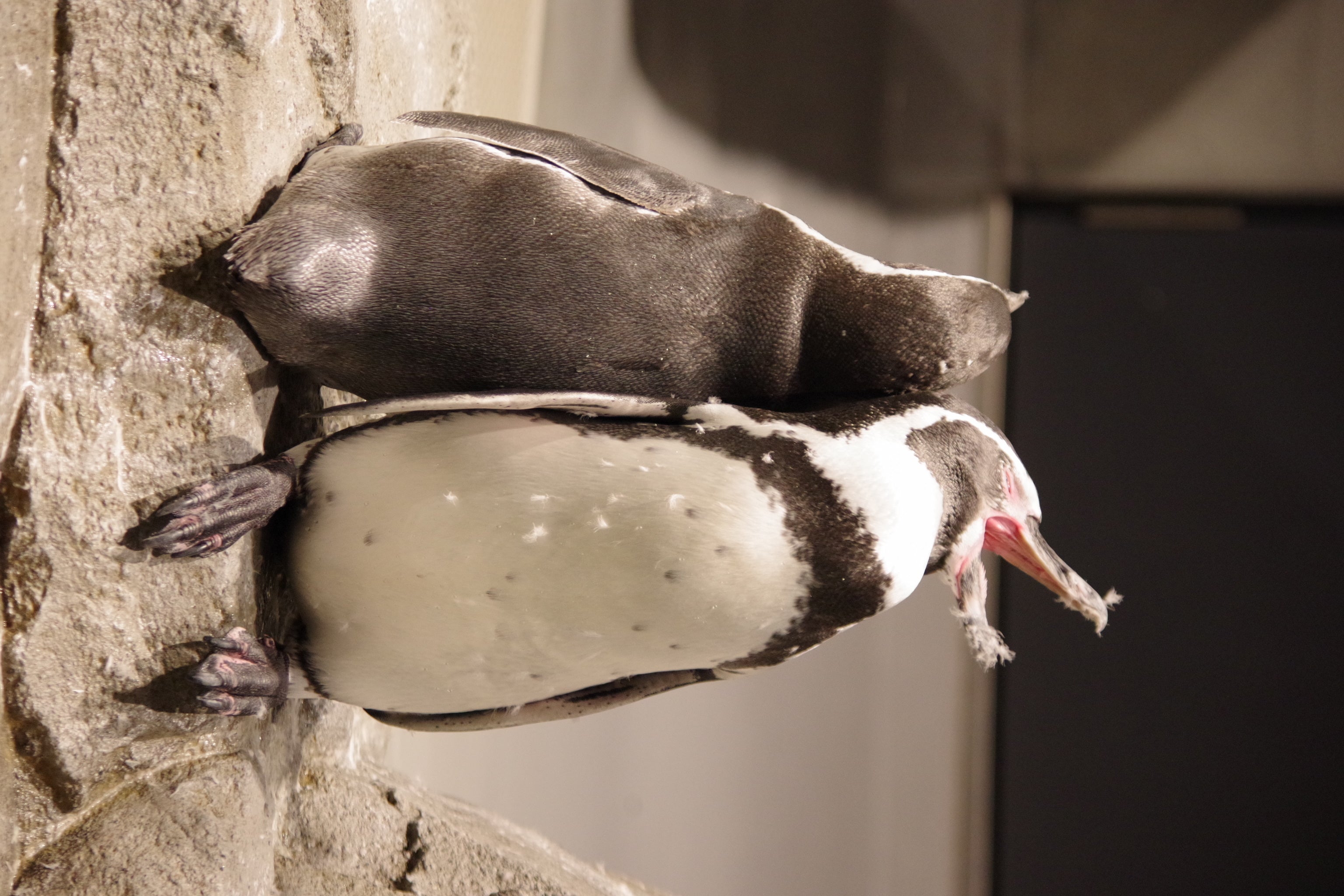 作品名：夜のまったりペンギン、受賞者：ぺちぺちあざらし さん