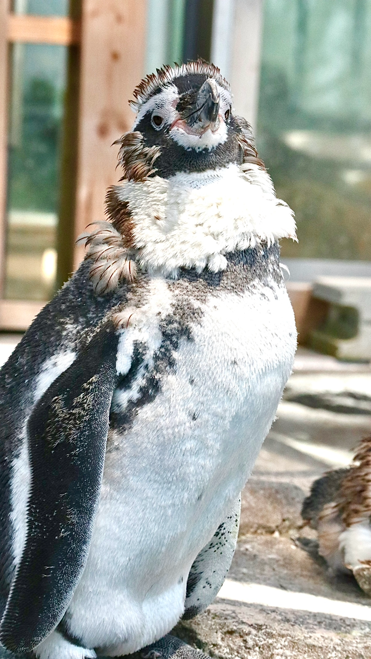 作品名：俺様の胸羽…イケてるだろ…？、受賞者：おにぎり さん