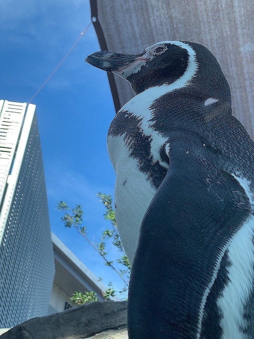 作品名：巨大ペンギン出現！ただちに避難せよ！、受賞者：水族館＆動物園大好きっ子ちゃん さん