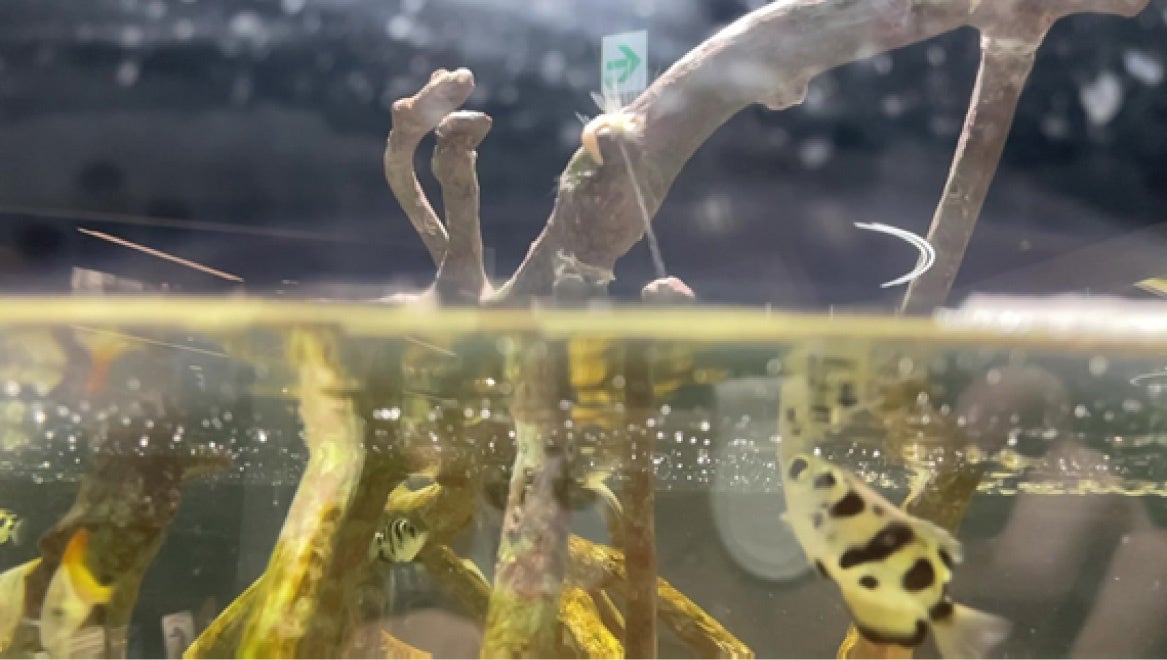 テッポウウオが水鉄砲で頭上水面付近にある餌を狙っている様子