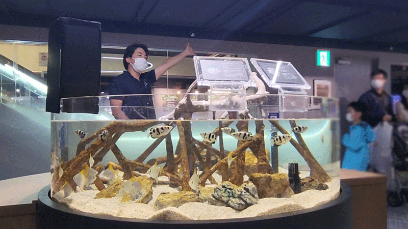 飼育員が給餌解説をしている様子