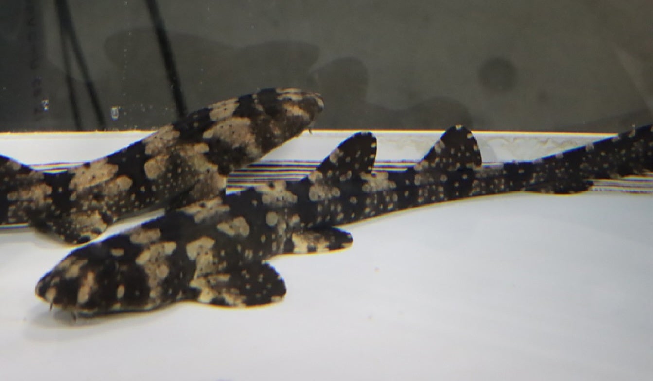 水族館コラボ企画 テンジクザメの赤ちゃんを初展示 百貨店のなかにある水族館 スマートアクアリウム静岡 株式会社アクアメントのプレスリリース 水族館コラボ企画 テンジクザメの赤ちゃんを初展示 百貨店のなかにある水族館 スマートアクアリウム静岡 株式会社アクアメントのプレスリリース