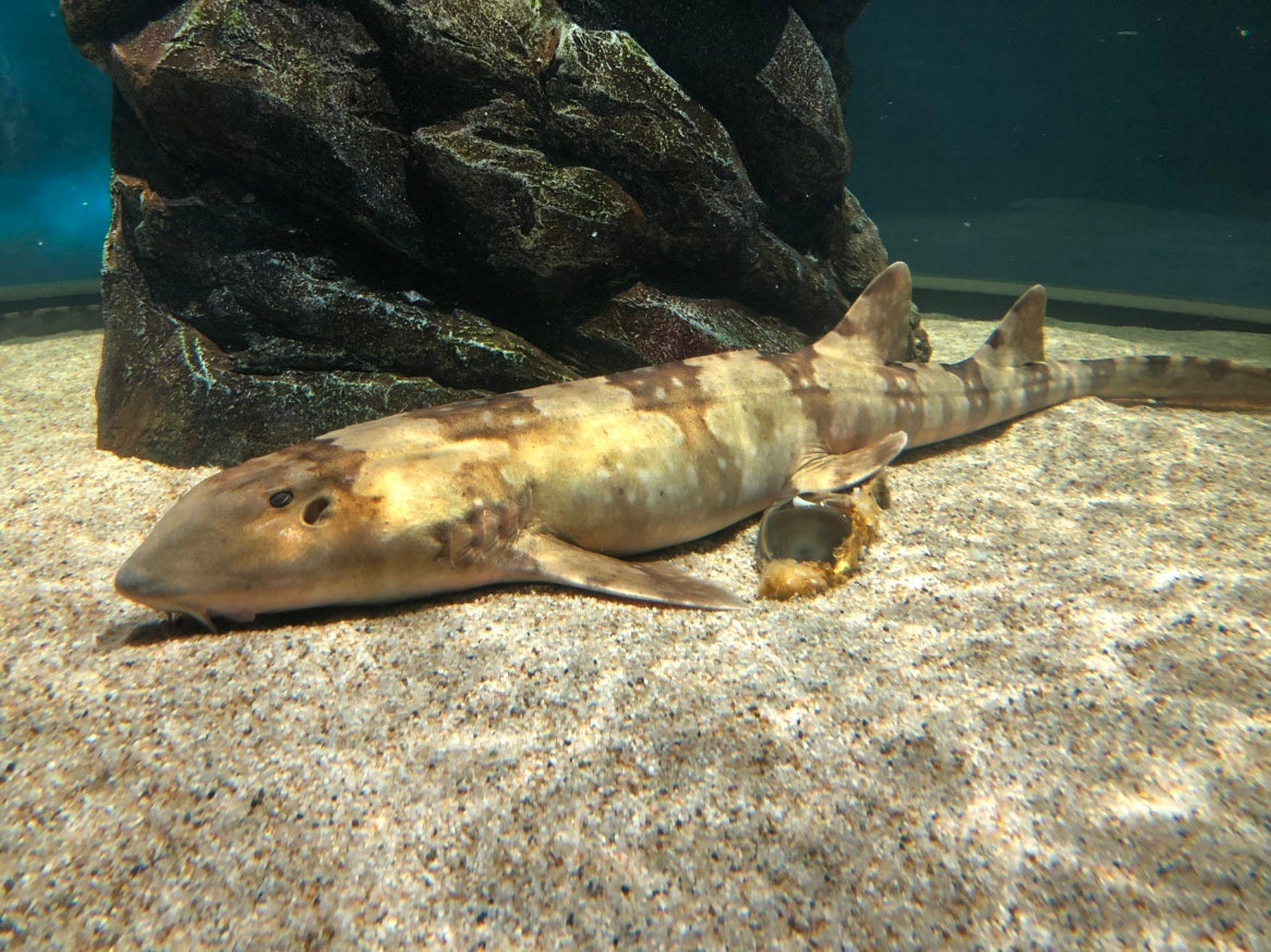 水族館コラボ企画 テンジクザメの赤ちゃんを初展示 百貨店のなかにある水族館 スマートアクアリウム静岡 株式会社アクアメントのプレスリリース 水族館コラボ企画 テンジクザメの赤ちゃんを初展示 百貨店のなかにある水族館 スマートアクアリウム静岡 株式会社アクアメントのプレスリリース